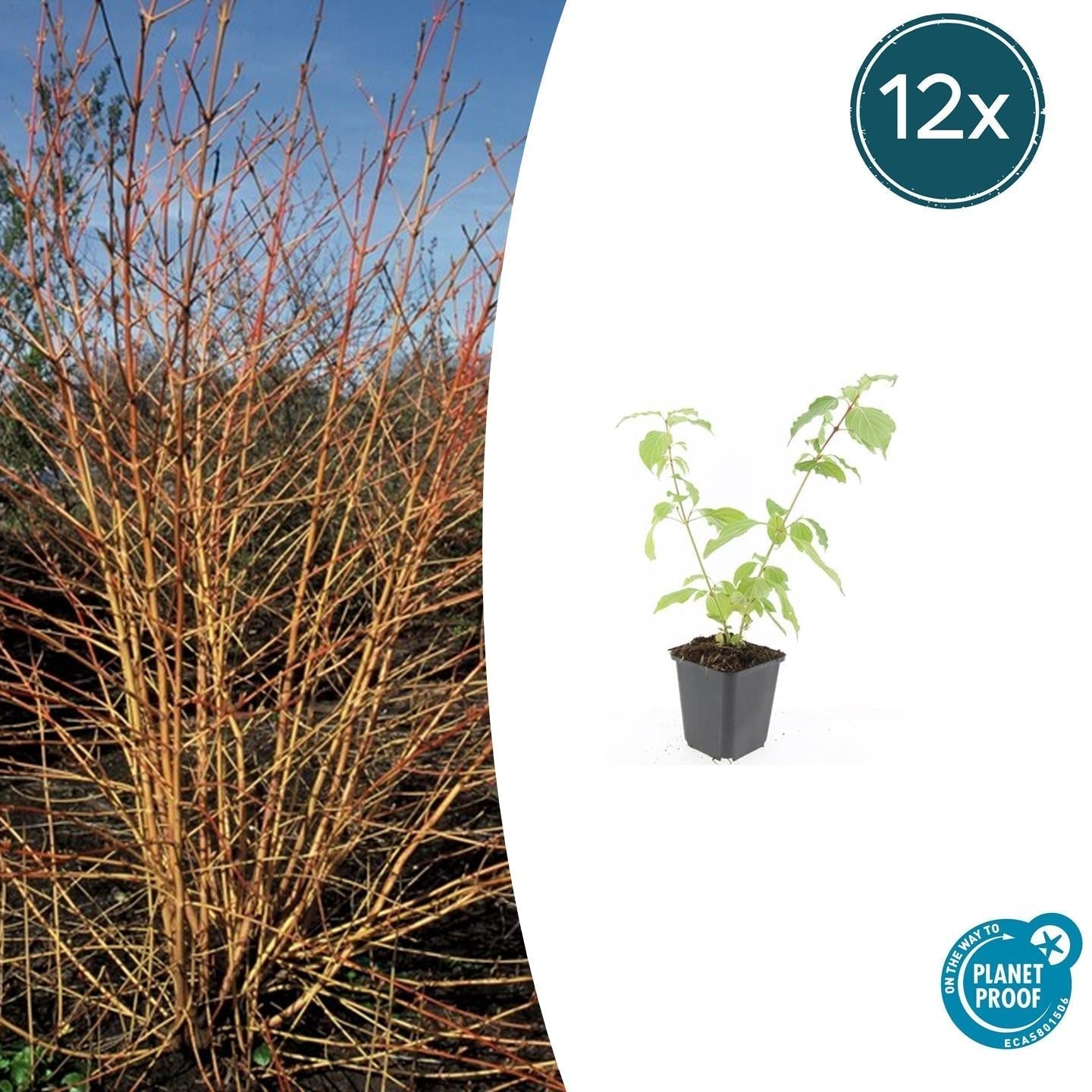 Image of Roter Hartriegel Cornus sang. 'Anny's Winter Orange' – ↕10-25cm – Ø9cm – Winterharte Sträucher – Leuchtend orange Zweige-6
