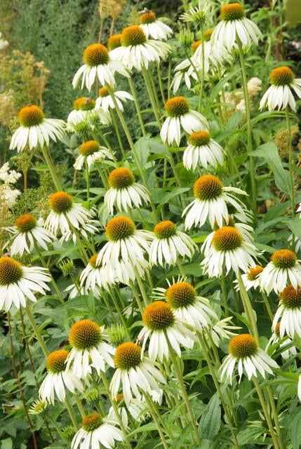 Image of Scheinsonnenhut – Echinacea purpurea 'White Swan' – ↑10-25cm – Ø9cm – Weiße Blüten, Bienen-1