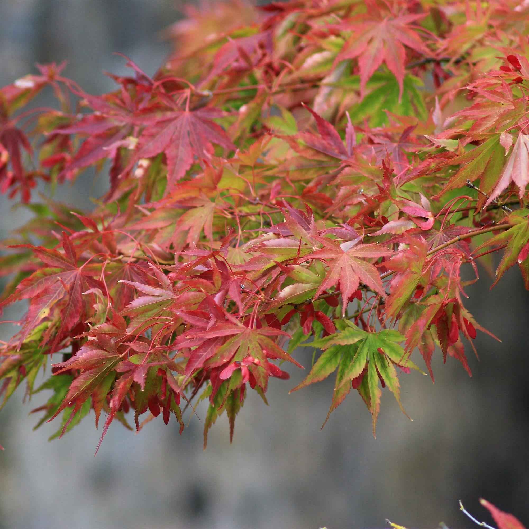 Image of Japanischer Ahorn Acer palmatum Beni Maiko – Rote Balkonpflanze – Ø19cm – Höhe ca. 70cm – Kompakter Zierahorn für Beet & Terrasse-3