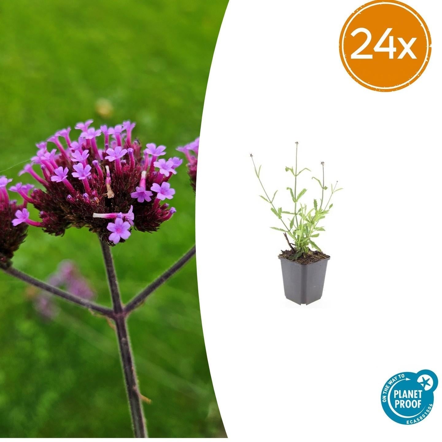 Image of Hohes Eisenkraut Verbena bonariensis 'Lollipop' – ↕10-25cm – Ø9cm – Lilafarbene Blüten – Langblühend – Pflegeleicht-7