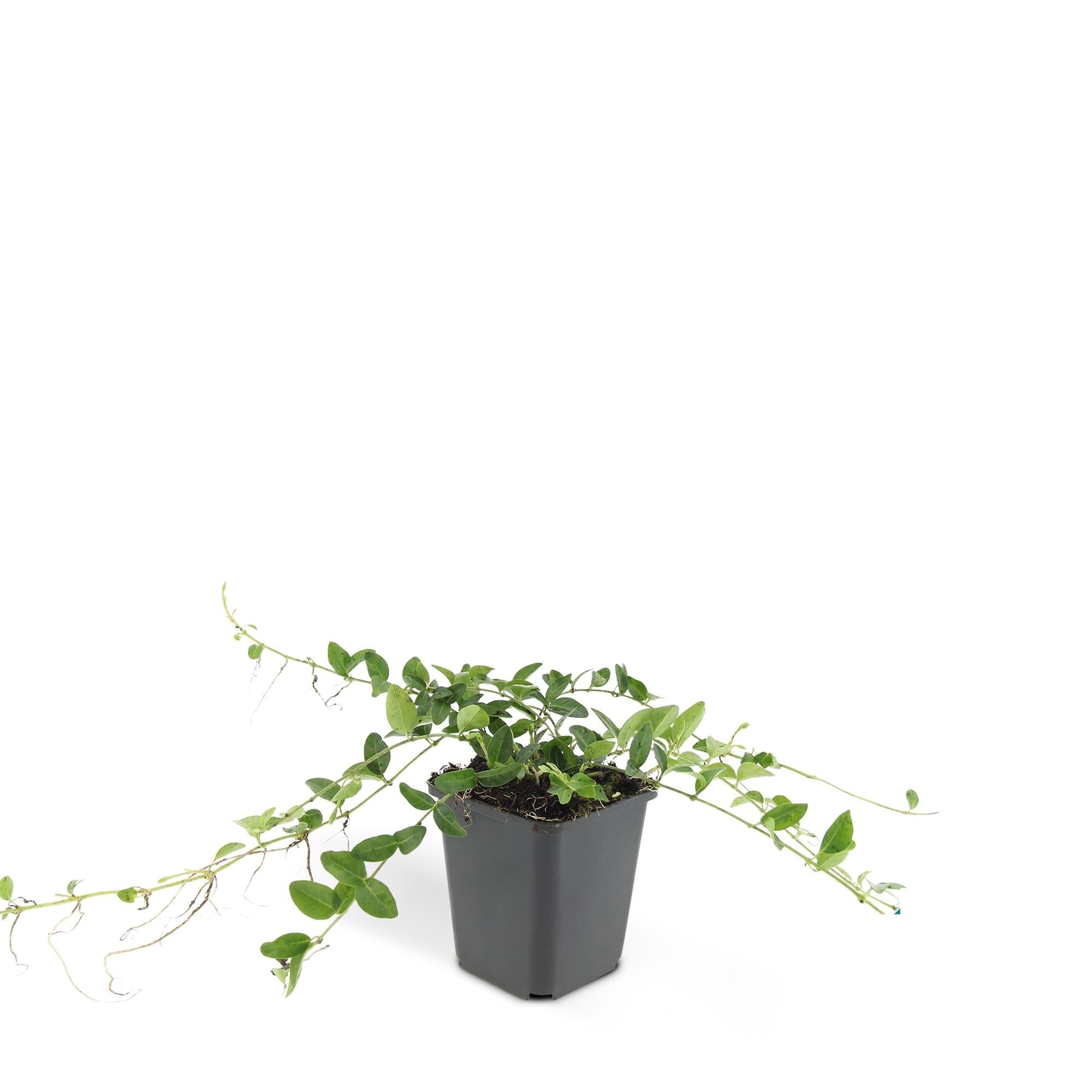 Image of Vinca minor ‘Alba’ – ↕10-25cm – Ø9cm – Bodendecker – Weiße Blüten – Sonne & Schatten – Pflegeleicht & Robust-3