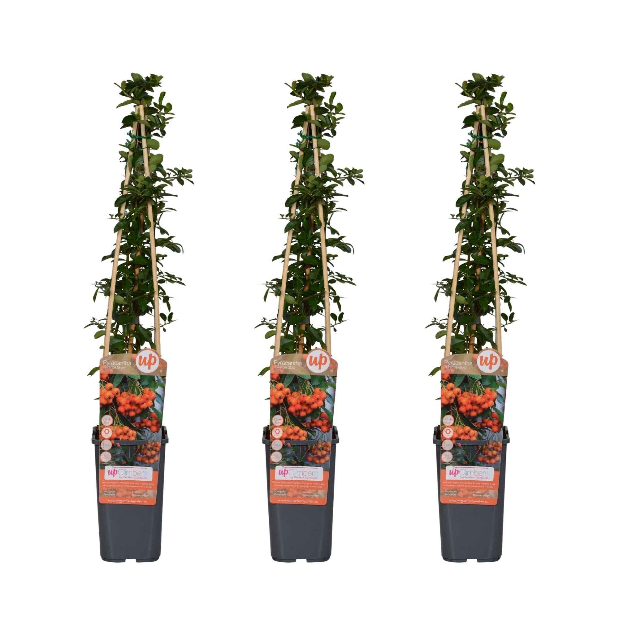 Image of Feuerdorn Pyracantha 'Orange Glow' – Kletterstrauch – Ø15cm – ↕65cm – Frosthart, immergrün, leuchtend orange Beeren-1