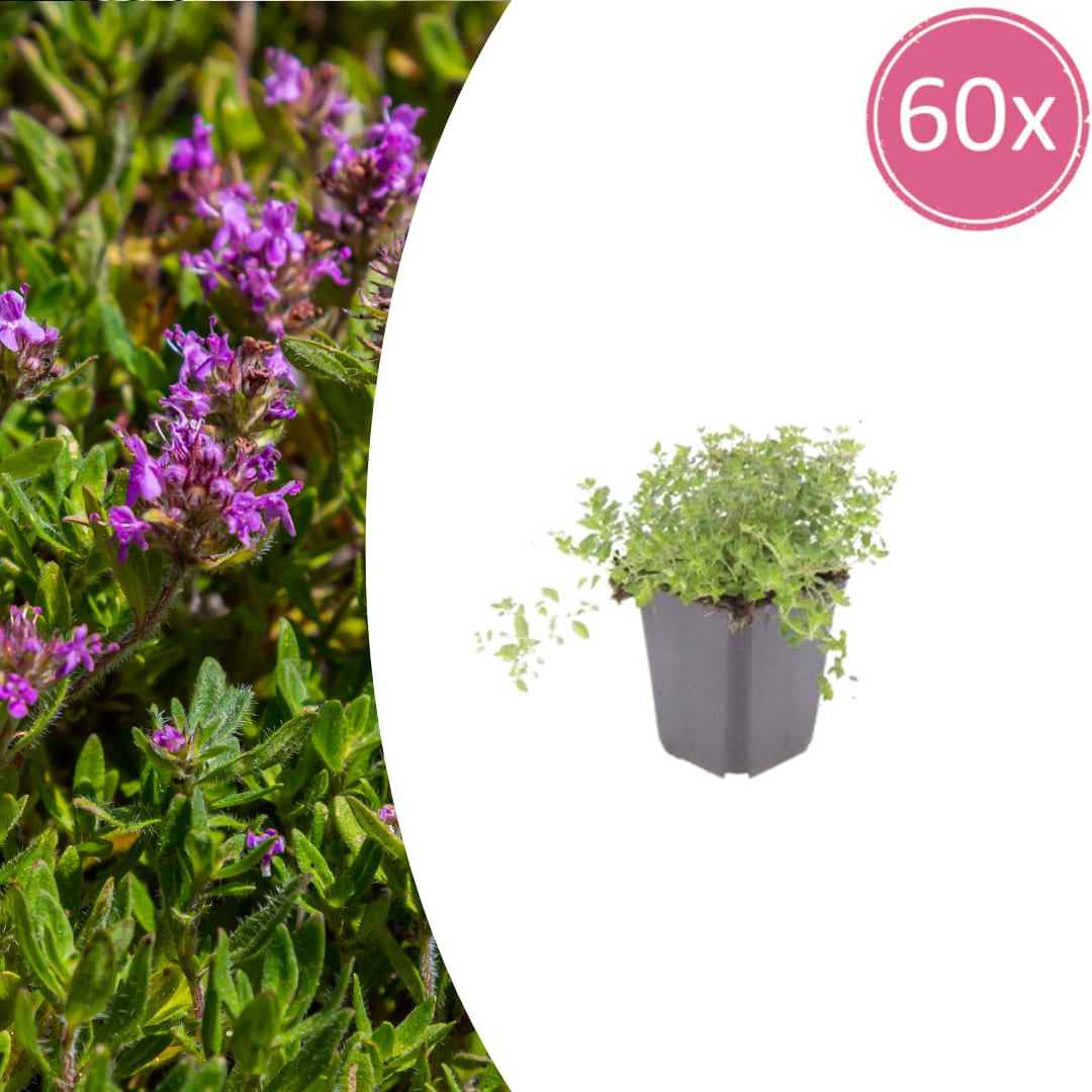 Image of Thymus serpyllum Pflanzenset – Ø9cm – Duftender Bodendecker für sonnige Standorte-0