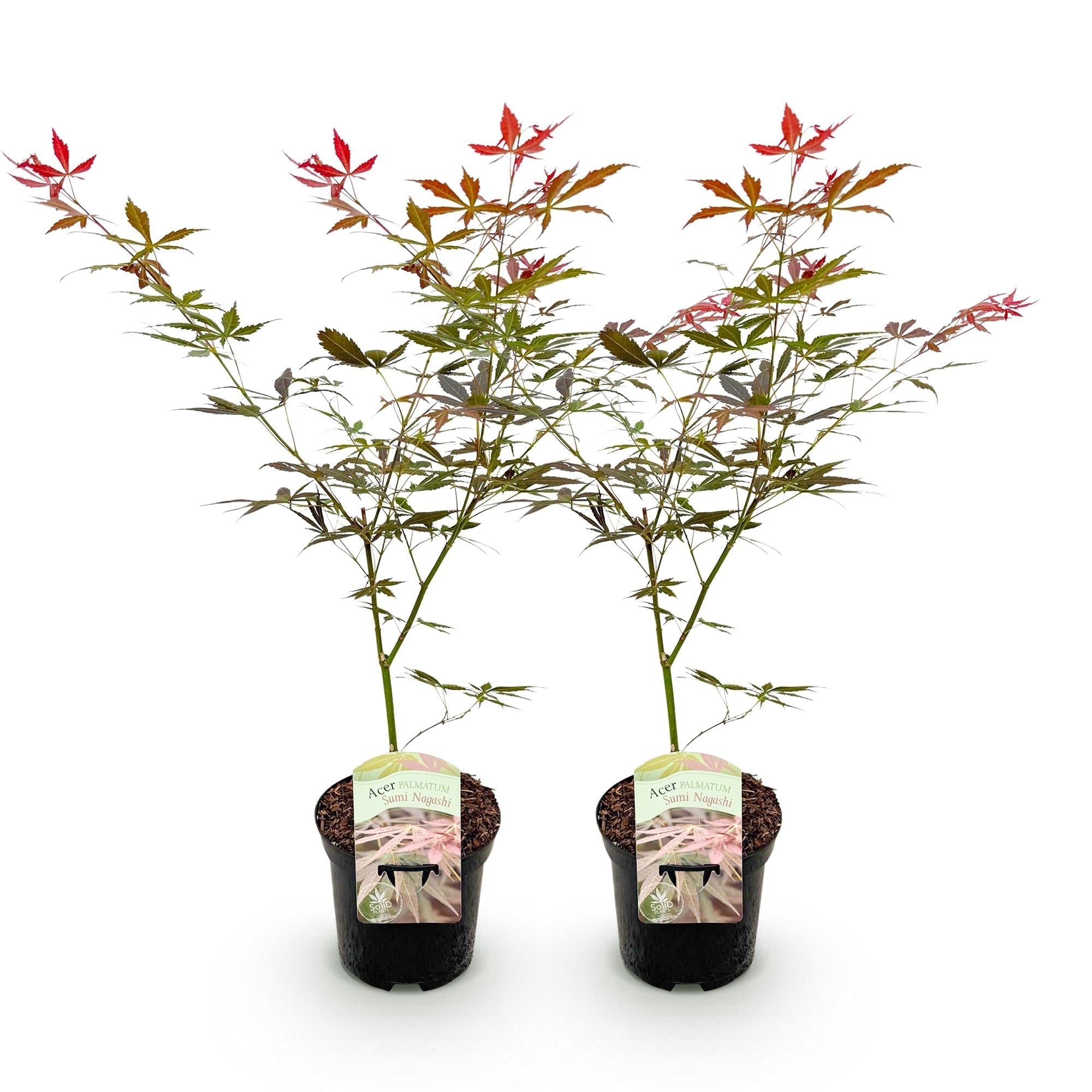 Image of Japanischer Ahorn Acer palmatum 'Sumi – nagashi' – Roter Zierahorn – Balkon – & Terrassenpflanze – Ø19cm – Ca. 70cm hoch-5
