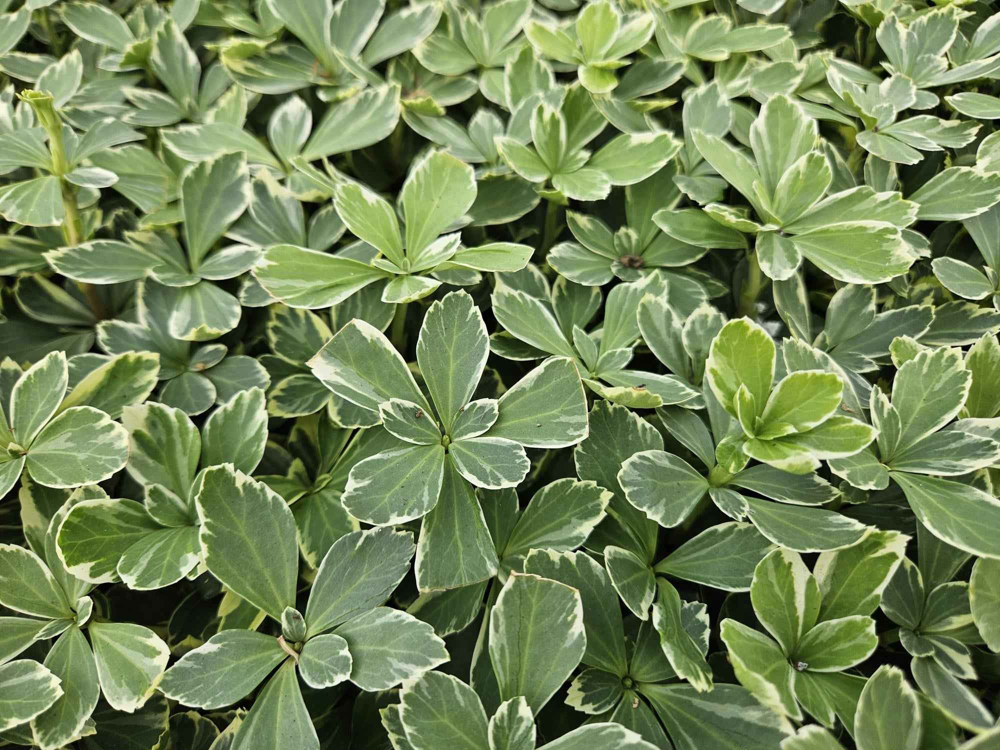 Image of Schattengrün Pachysandra terminalis 'Variegata' – ↕10-25cm – Ø9cm – Cremeweiße Blätter-1