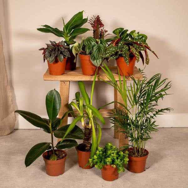 Image of Außenseiterbox Set für Urban Jungle, Fensterbank, Wohnzimmer & Büro-2