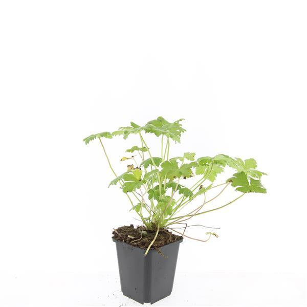 Image of Blut – Storchschnabel Geranium 'Tiny Monster' – ↕10-25cm – Ø9cm – Kompakte, sommerblühende Staude für Beet, Kübel & Bodendecker-7