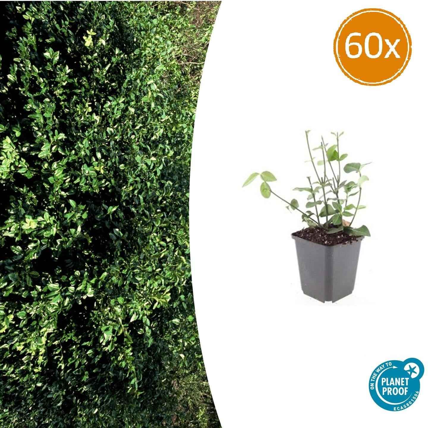 Image of Purpur – Kriechspindel Euonymus fortunei 'Coloratus' – ↕10-25cm – Ø9cm – & Hecken