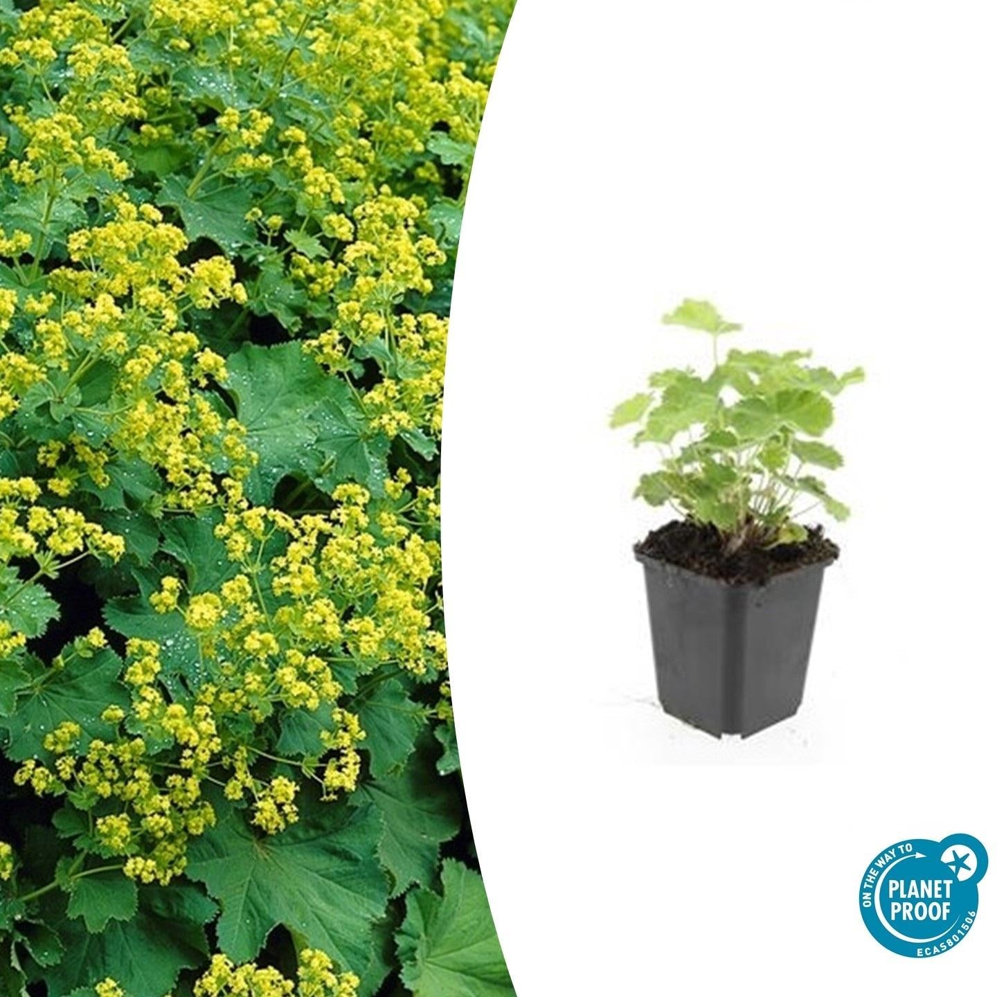 Image of Alchemilla mollis – Frauenmantel – Staude mit dekorativem Laub & gelbgrüner Blüte – ↕10-25cm – Ø9cm – pflegeleicht & winterhart-3
