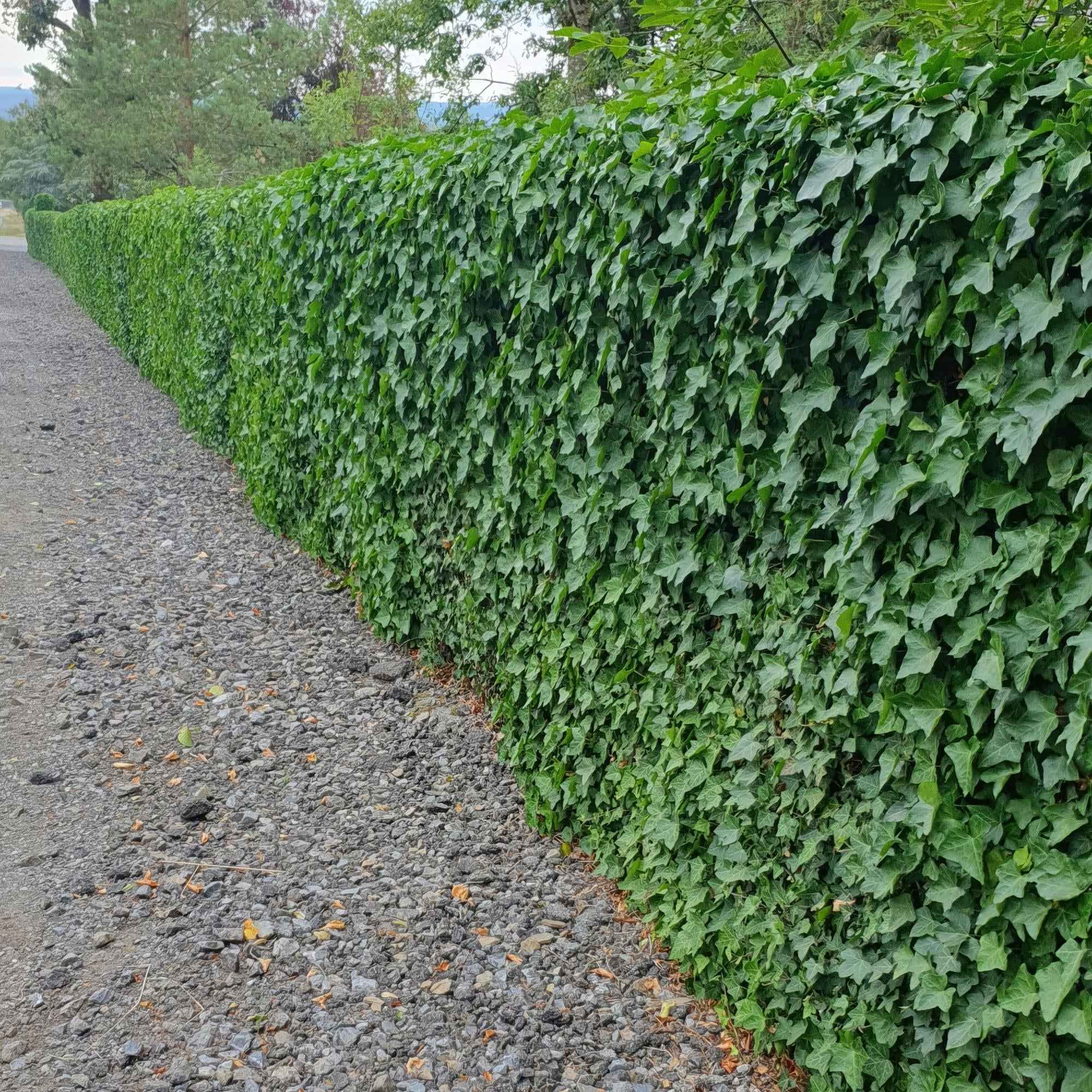 Image of Hedera hibernica – Irischer Efeu – ↕10-25cm – Ø9cm – Immergrüner Kletter – & Bodendecker – Pflegeleicht & winterhart-1
