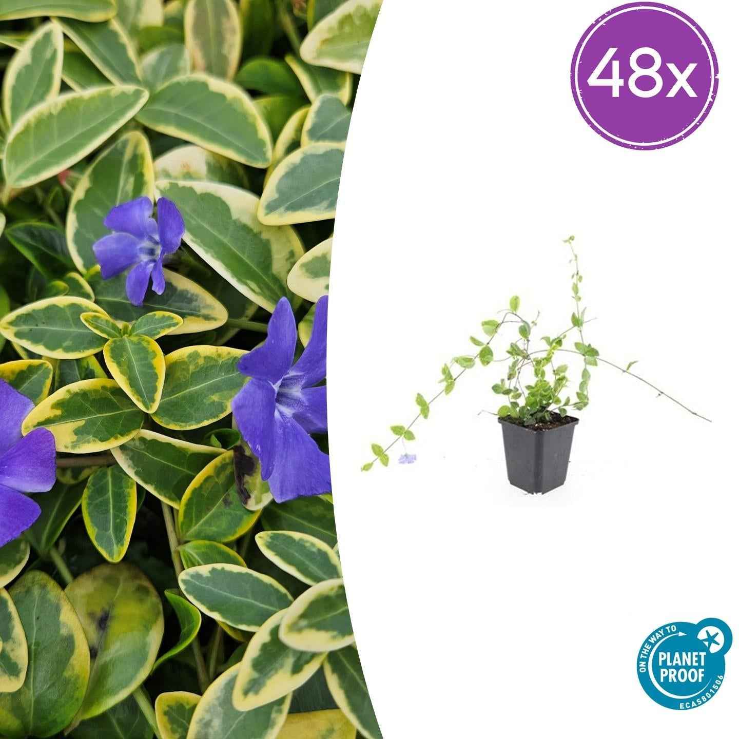 Image of Vinca minor 'Blue and Gold' – Blau-lila Blüten – Goldgelbe Blätter – 10–25 cm – Ø9 cm – Schattentolerant & pflegeleicht-0
