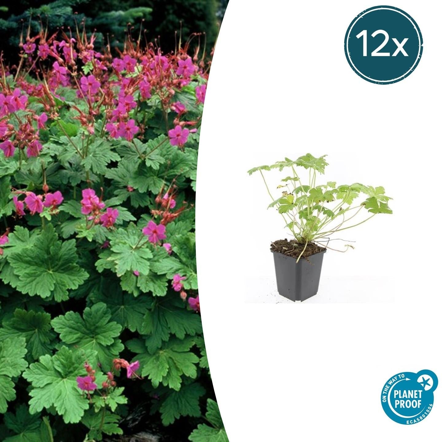 Image of Storchschnabel Geranium macrorrhizum 'Czakor' – ↕10-25cm – Ø9cm – Tiefrosa Blüten – Aromatisches Laub – Robuster Bodendecker-6