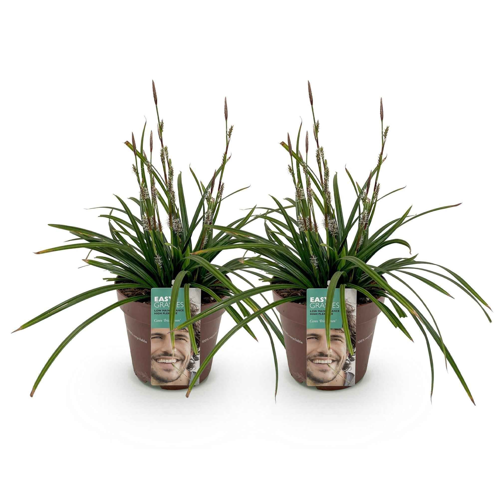 Image of Carex morrowii Irish Green – 17cm – ca. 50cm hoch – Immergrüne Grünblättrige Segge – Pflegeleichtes Ziergras für Garten, Terrasse & Balkon-3