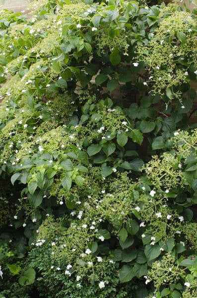 Image of Kletter – Hortensie Hydrangea petiolaris Kletterpflanze Ø15cm ↕65cm – winterharte Pflanze für Garten, Balkon, Terrasse, Kübel & Beet online kaufen-1