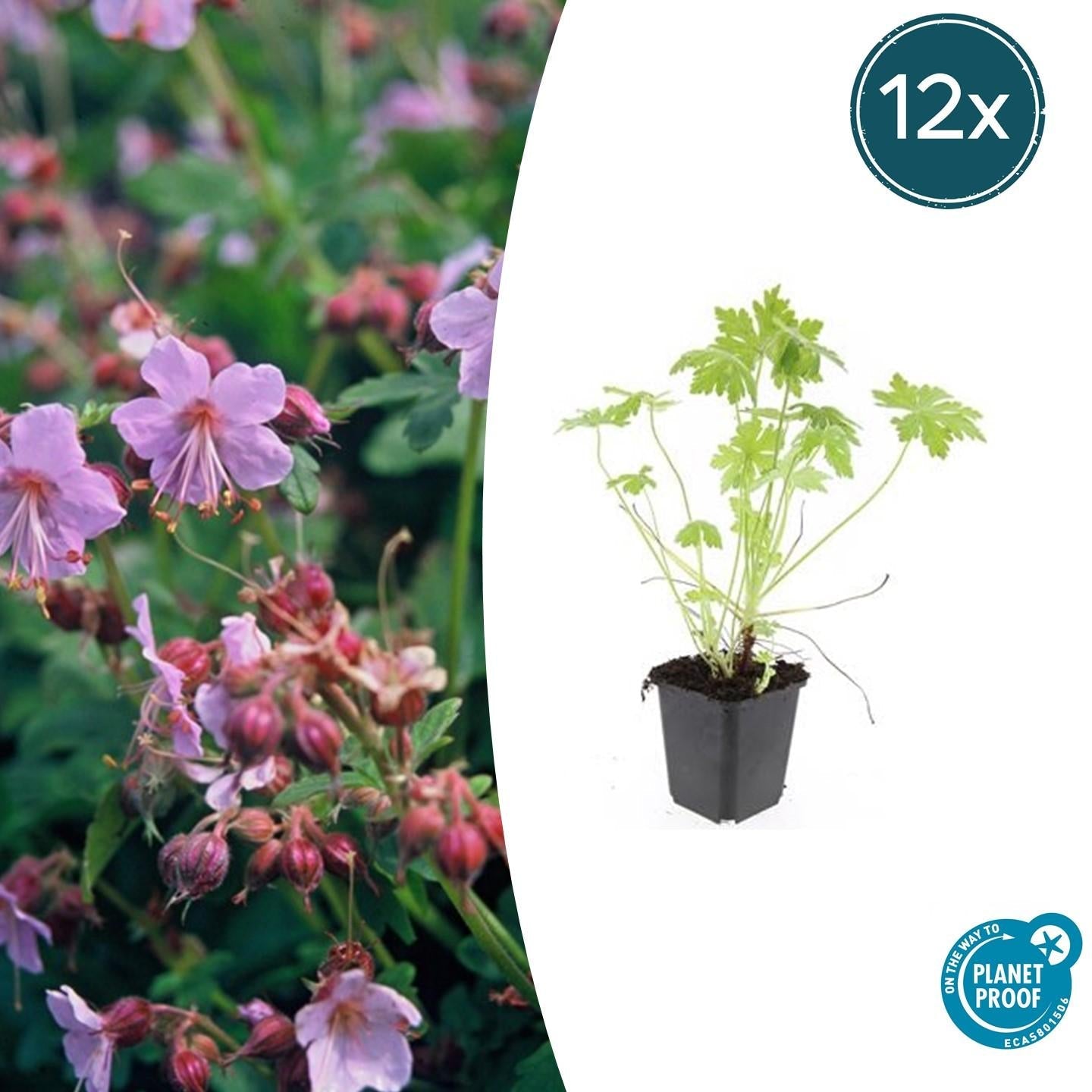 Image of Balkan – Storchschnabel – Geranium macrorrhizum – Winterhart – Duftende Blätter – Ø9cm ↕10-25cm-6