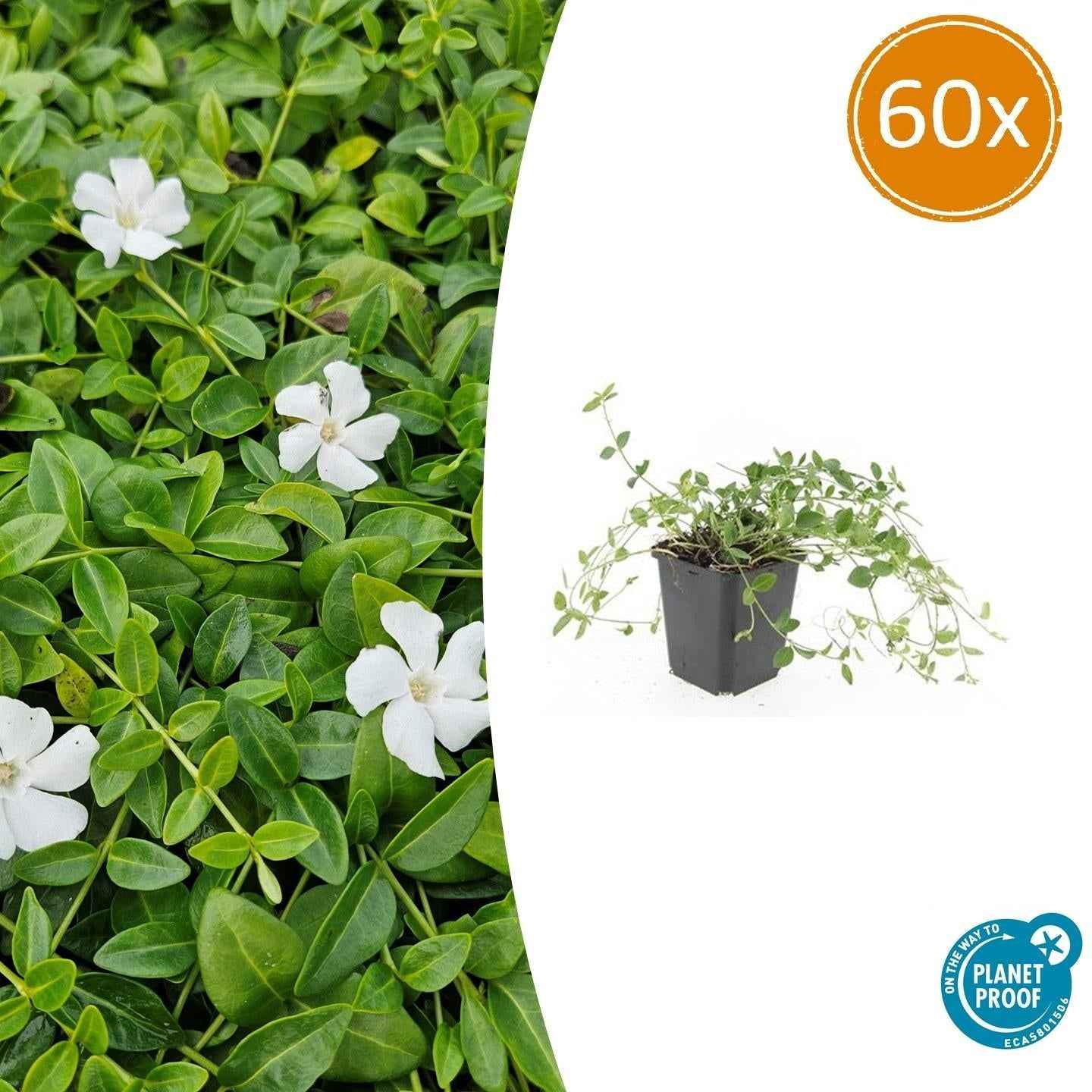 Image of Kleines Immergrün Vinca minor 'Gertrude Jekyll' – ↕10-25cm – Ø9cm-0