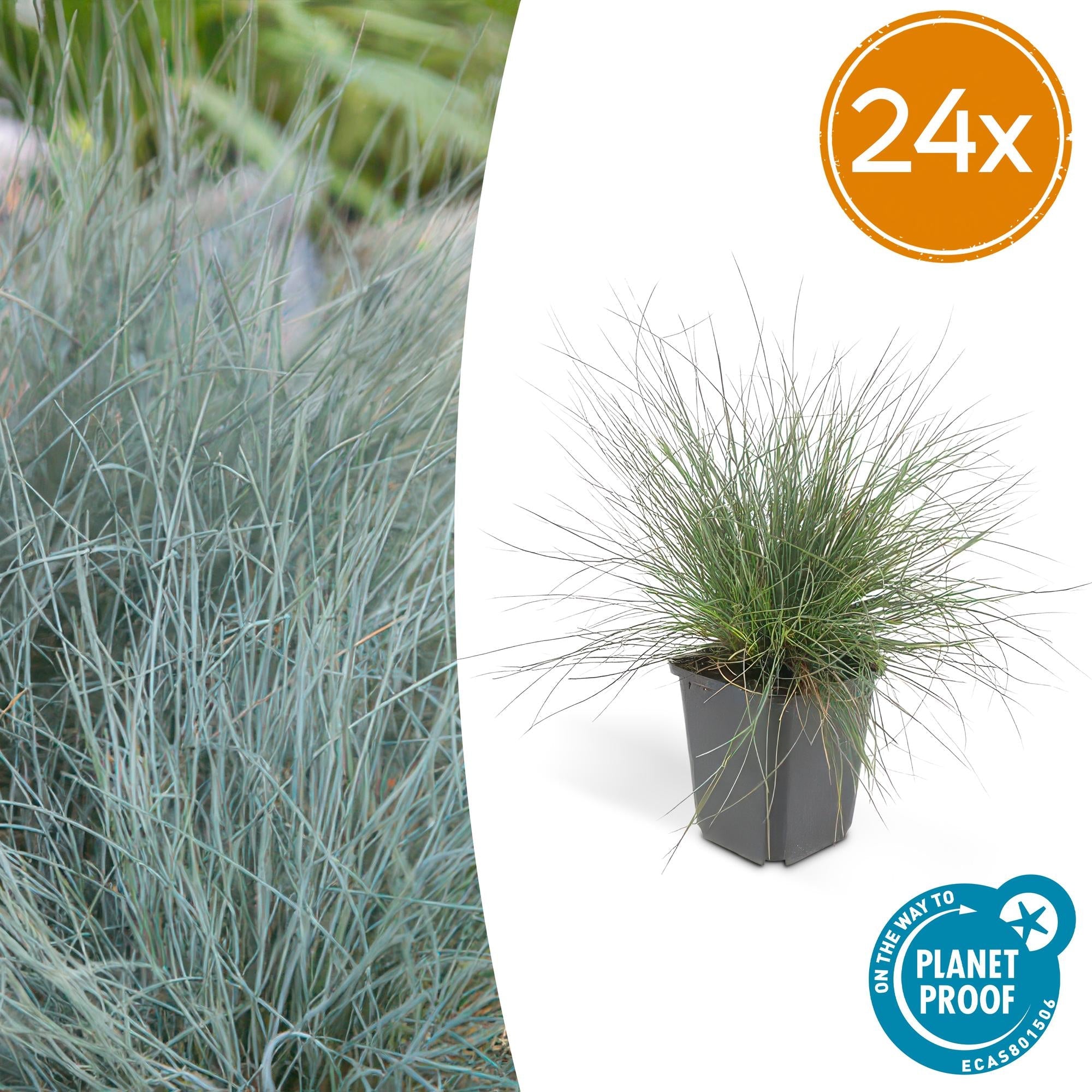 Image of Blau – Schwingel – Festuca glauca 'Elijah Blue' – ↕10-25cm – Ø9cm – Ziergras – graues Gras – Pflegeleicht & Winterhart-7