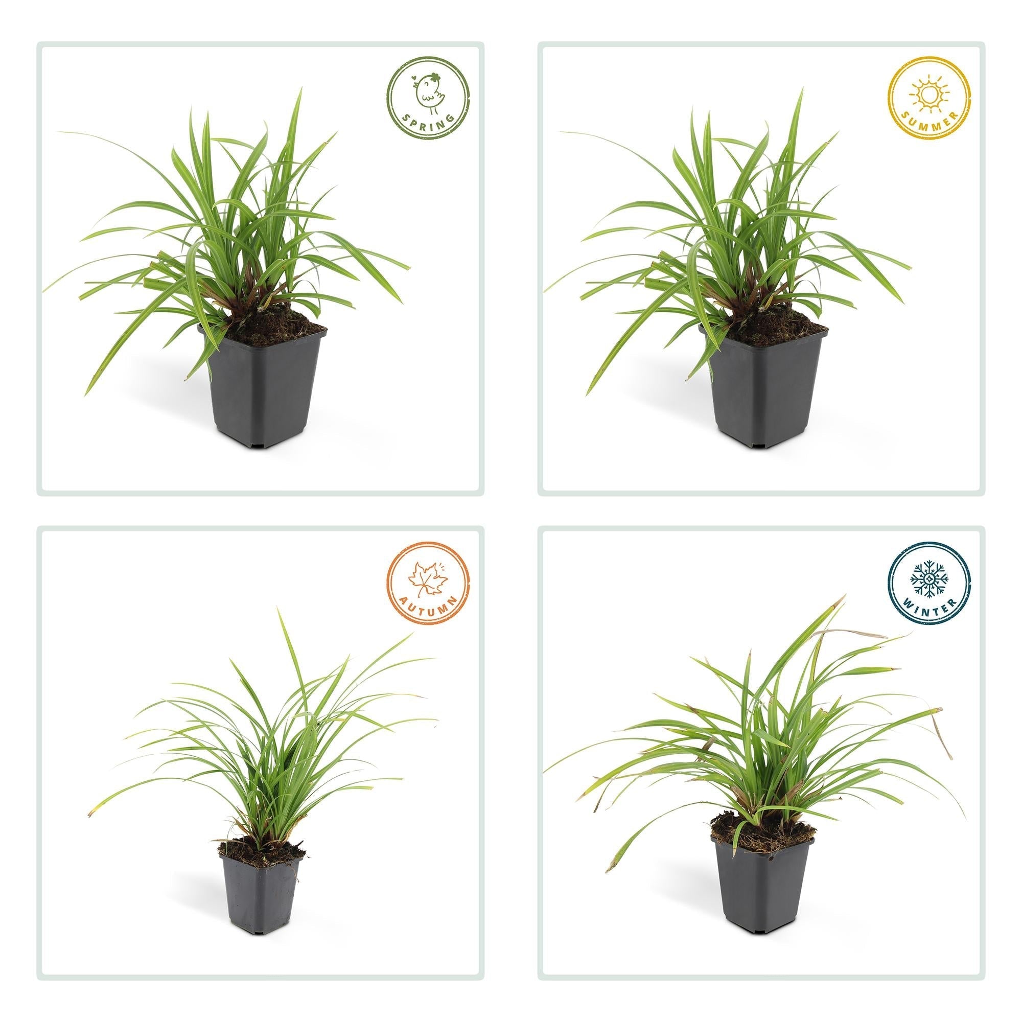 Image of Grünblättrige Segge Carex morrowii 'Irish Green' – ↕10-25cm – Ø9cm – Immergrün – Pflegeleicht – Schattentauglich-5