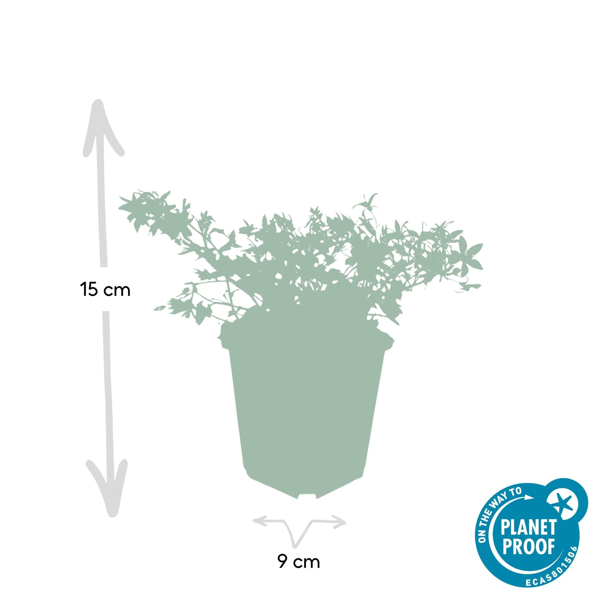 Image of Campanula poscharskyana 'Stella' – Hängepolster – Glockenblume – Blaue Blüten – ↕10-25cm – Ø9cm – Überhängend & pflegeleicht-3