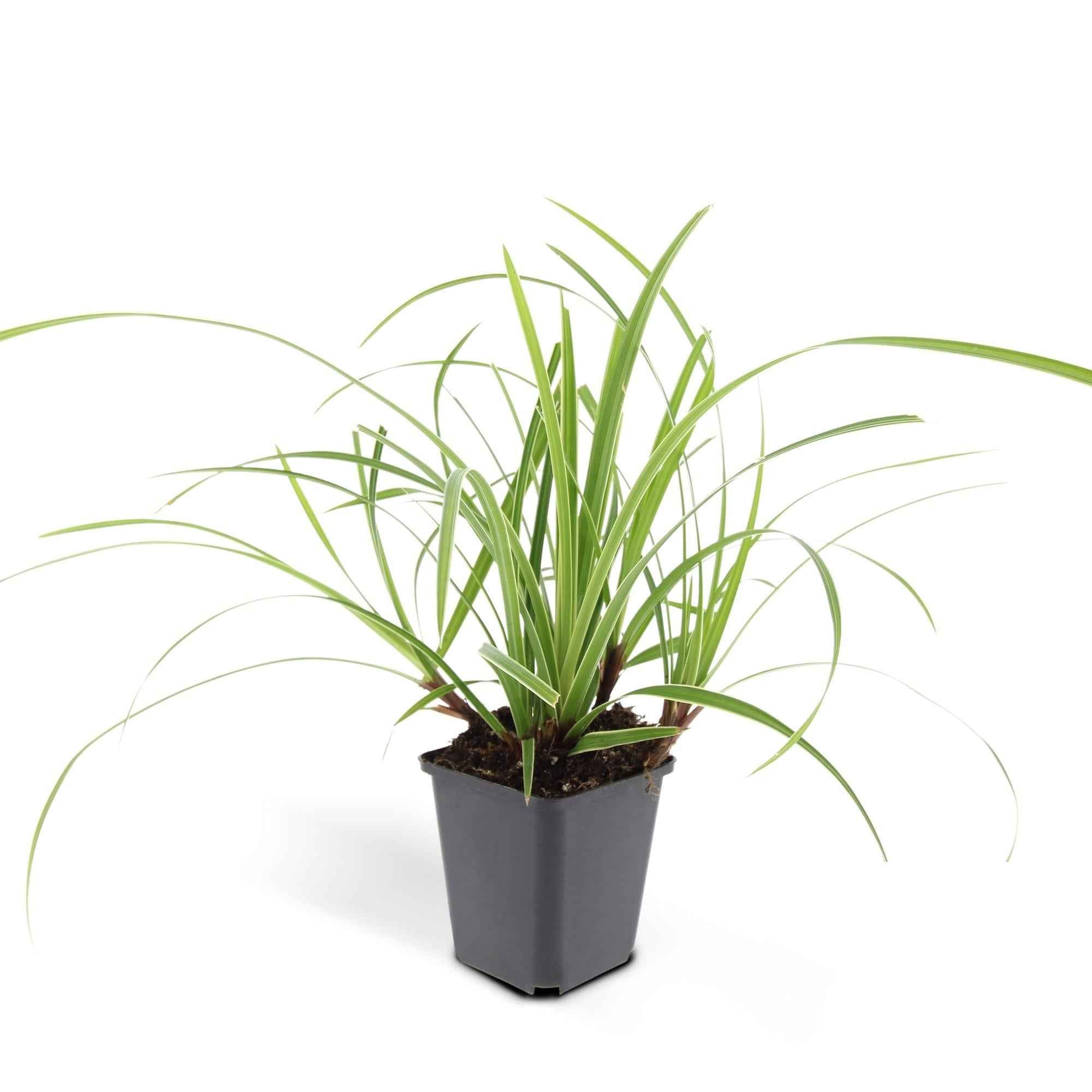Image of Weißrandige Segge Carex morrowii 'Ice Dance' – ↕10-25cm – Ø9cm – für Sonne & Schatten – Pflegeleicht