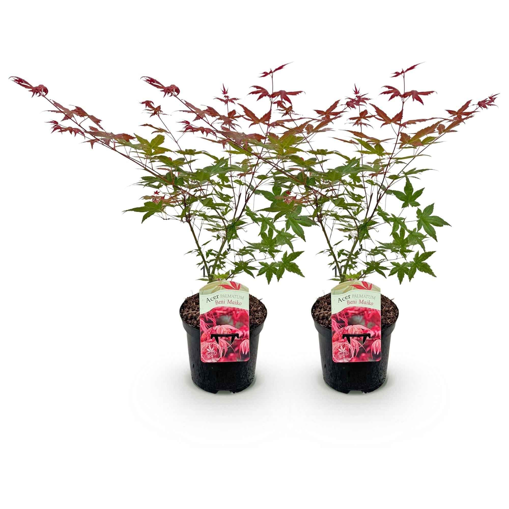 Image of Japanischer Ahorn Acer palmatum Beni Maiko – Rote Balkonpflanze – Ø19cm – Höhe ca. 70cm – Kompakter Zierahorn für Beet & Terrasse-0