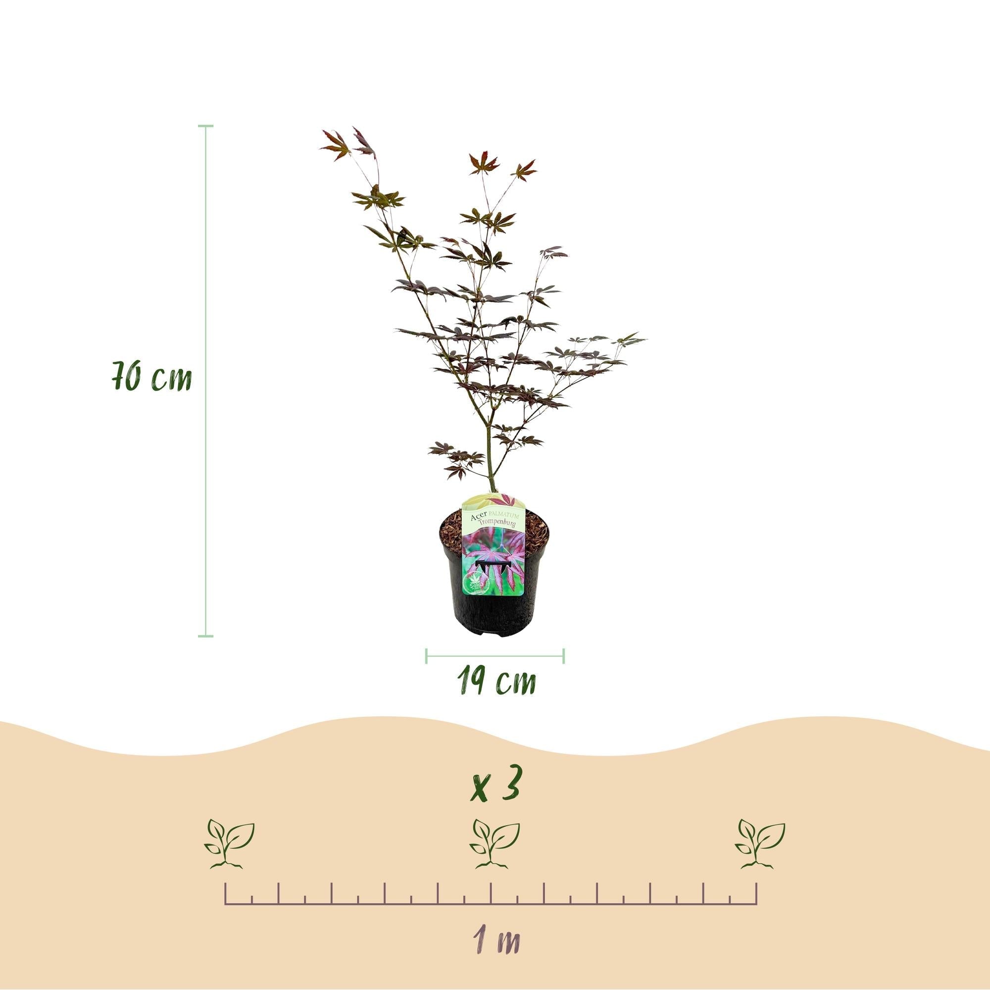 Image of Japanischer Ahorn Acer palmatum 'Trompenburg' – Dunkel Lila – Balkon – & Gartenpflanze – Ø19cm – Ca. 70cm hoch-4