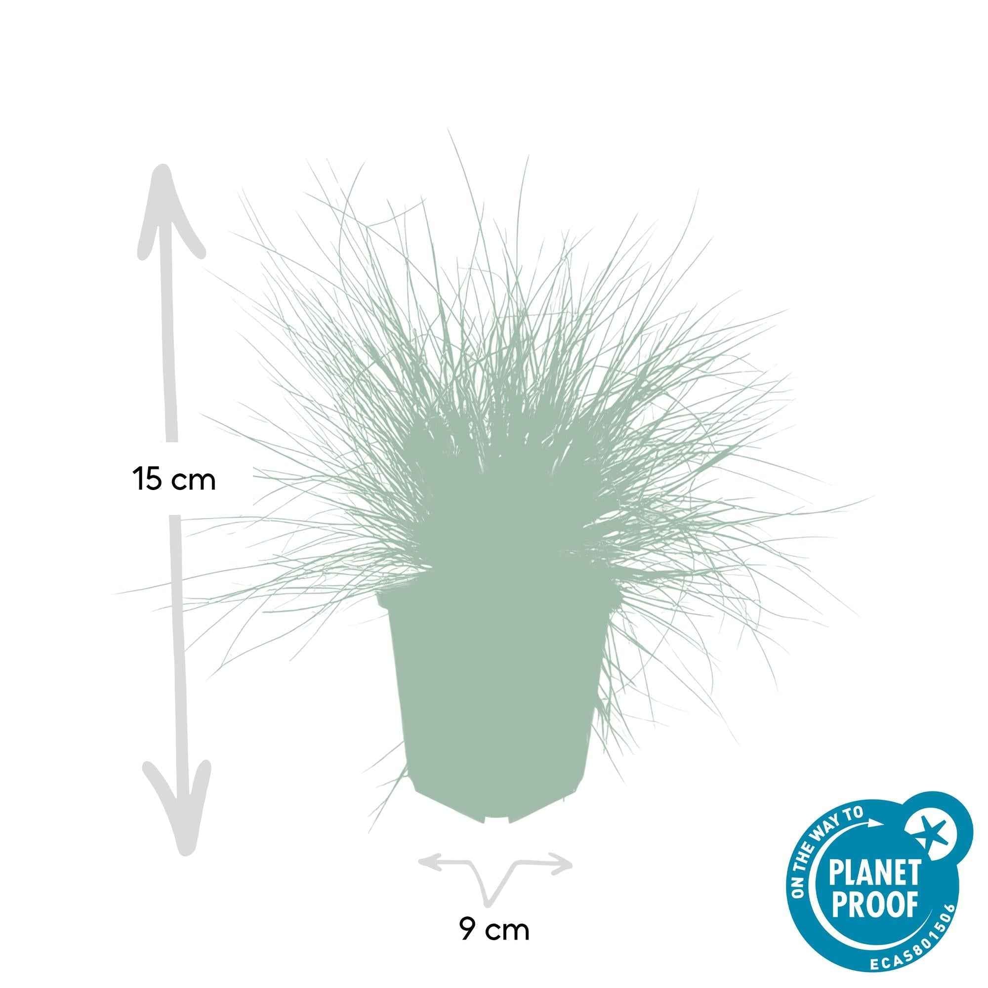 Image of Blau – Schwingel – Festuca glauca 'Elijah Blue' – ↕10-25cm – Ø9cm – Ziergras – graues Gras – Pflegeleicht & Winterhart