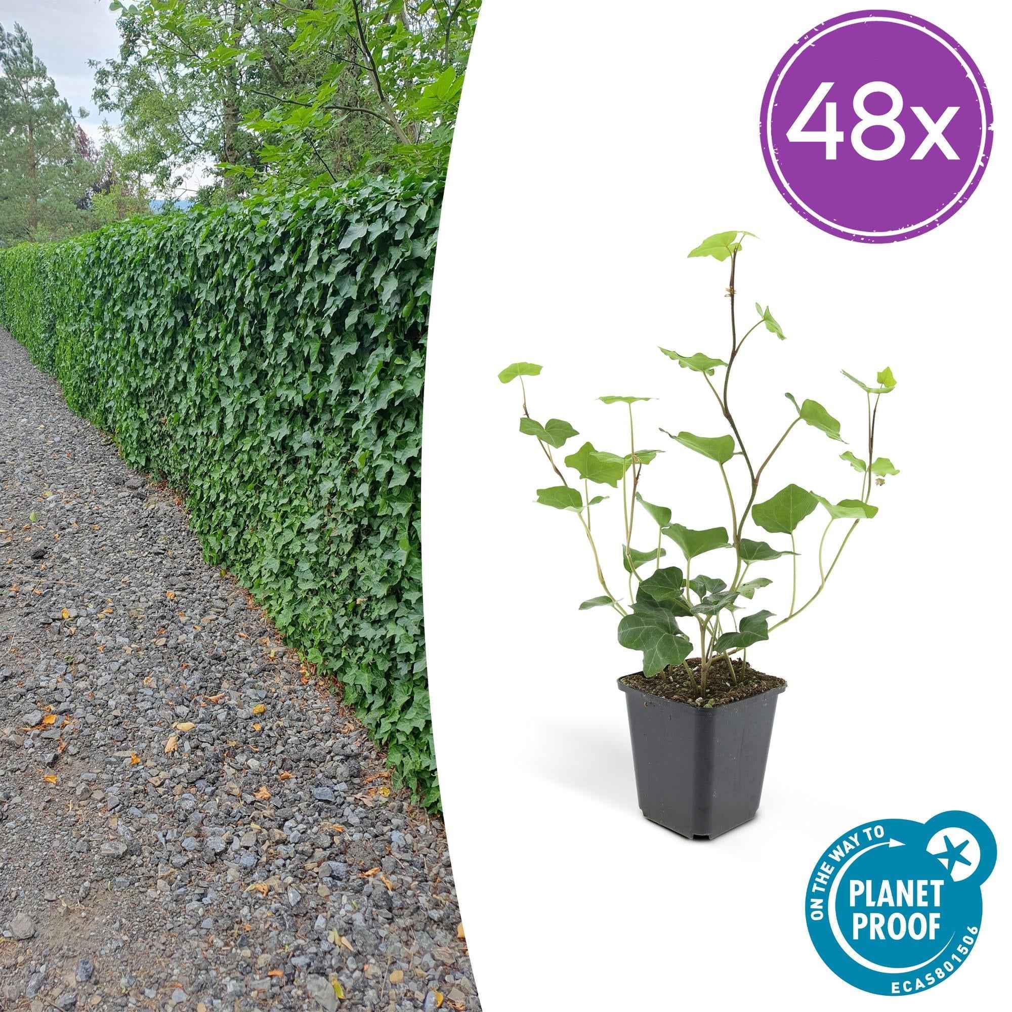 Image of Hedera hibernica – Irischer Efeu – ↕10-25cm – Ø9cm – Immergrüner Kletter – & Bodendecker – Pflegeleicht & winterhart-0