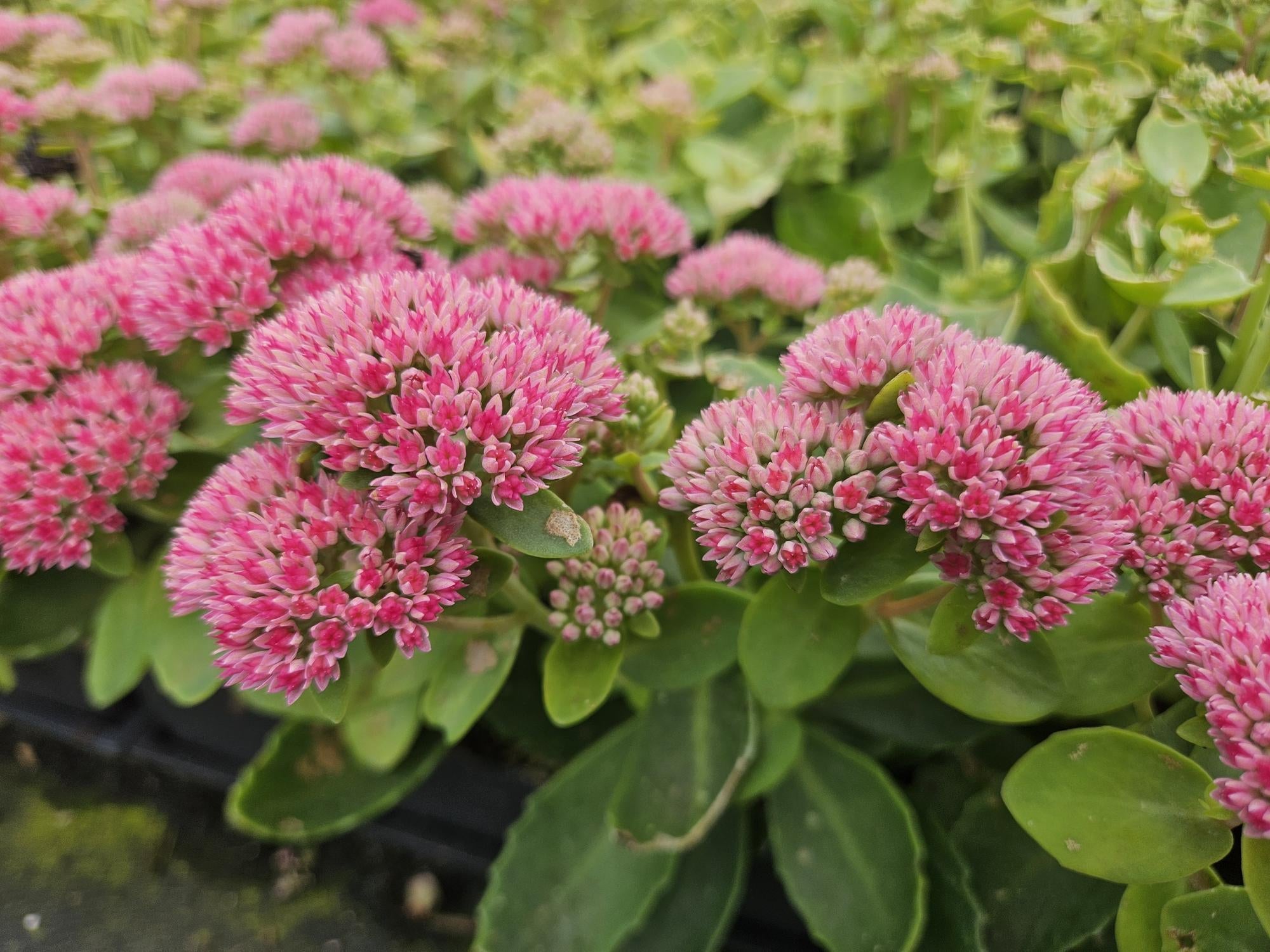 Image of Hohes-Fettblatt Sedum 'Herbstfreude' – ↕10-25cm – Ø9cm – Winterhart – Trockenheitstolerant – Bienenfreundlich – Spätsommerblüte-5