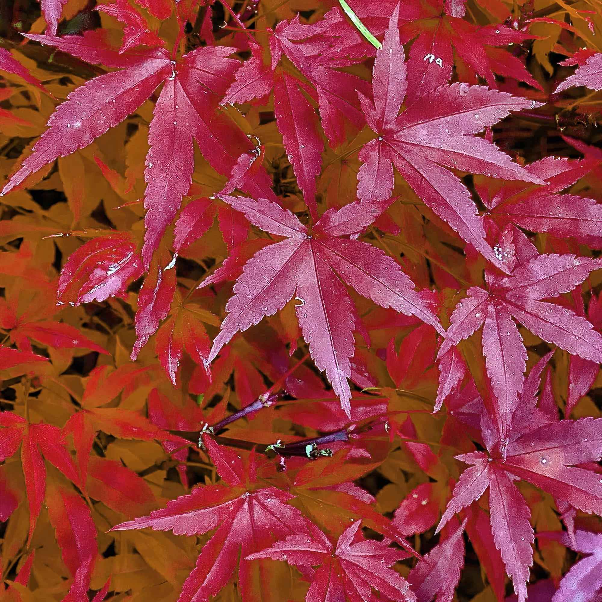 Image of Japanischer Ahorn – Acer palmatum 'Pink Dwarf' – ca. 70cm hoch – Ø19cm – rosa Frühlingslaub – kompakte Balkon – & Gartenpflanze-1