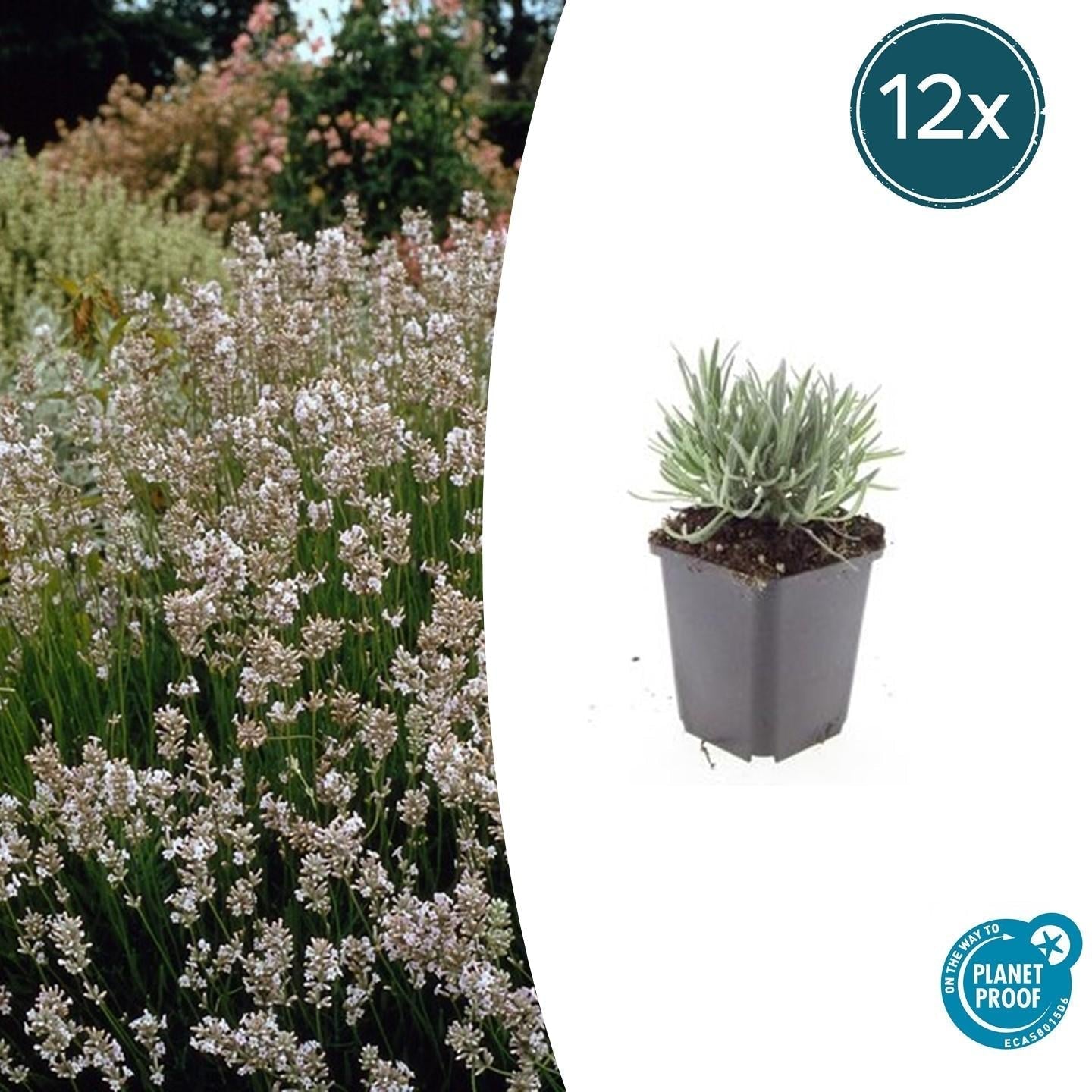 Image of Lavendel Lavandula int. 'Edelweiss' – ↕10-25cm – Ø9cm – Weiße Blüten, Bienen – & Schmetterlingsfreundlich, Winterhart-6