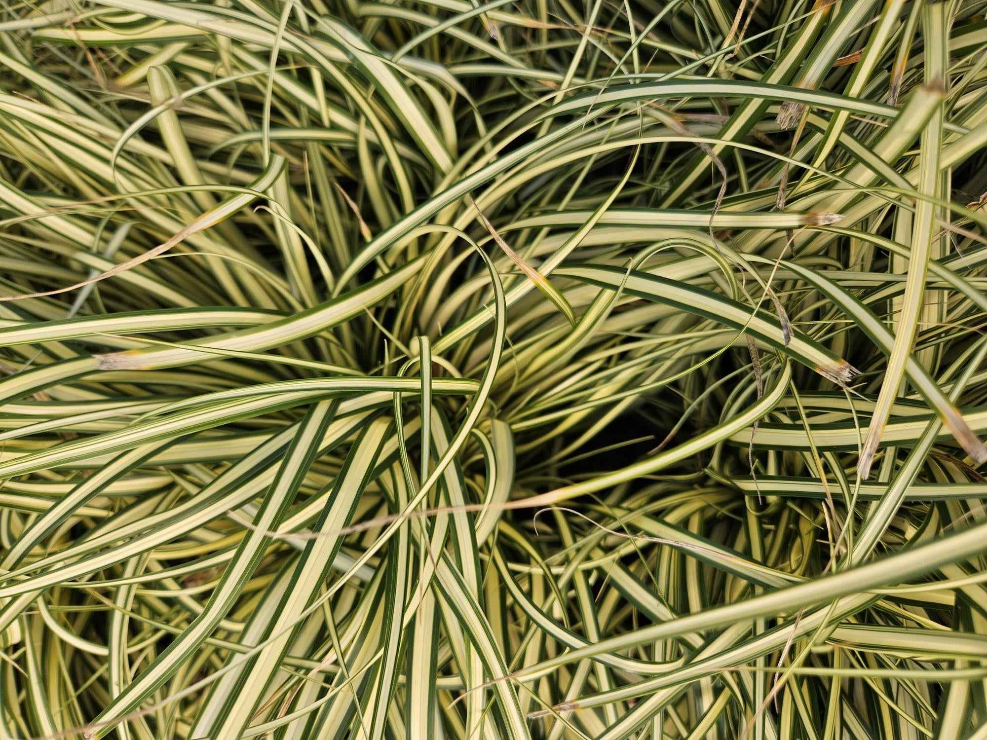 Image of Gold Segge Carex oshimensis 'Evergold' – ↕10-25cm – Ø9cm – Immergrün – Pflegeleicht – Schattentauglich-1