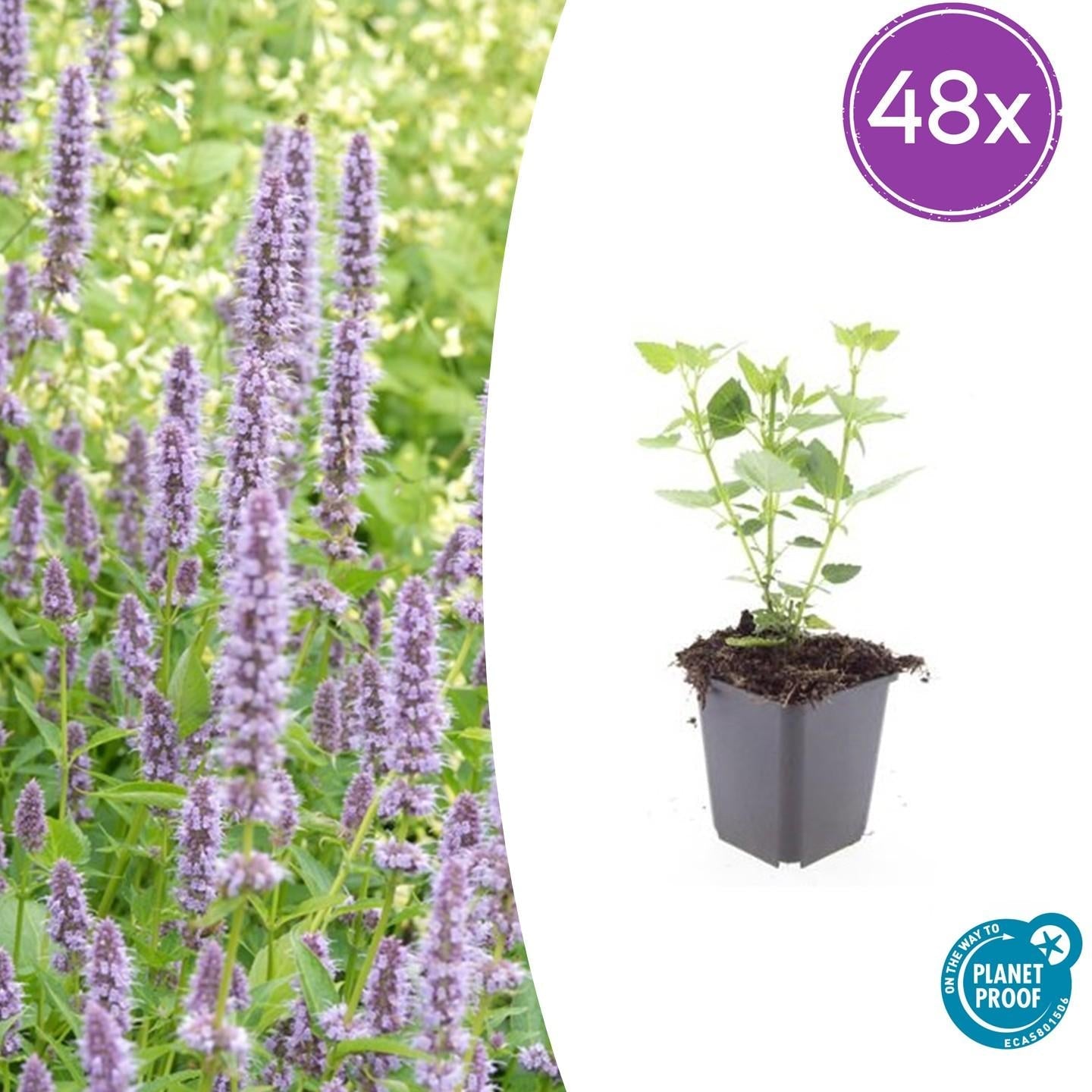 Image of Asiatische Duftnessel – Agastache 'Blue Fortune' – ↕10-25cm – Ø9cm – Lavendelblaue Blüten – Schmetterlings – & bienenfreundlich-8