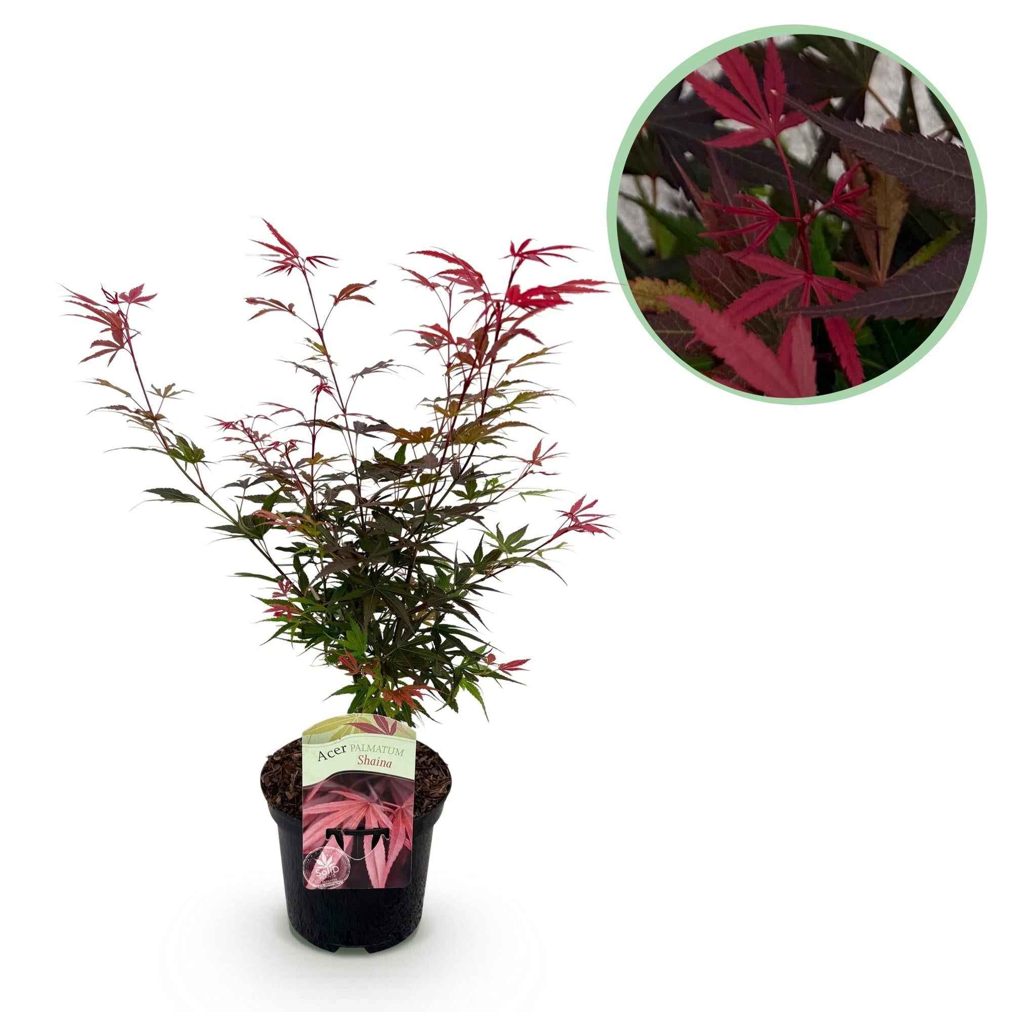 Image of Japanischer Ahorn – Acer palmatum 'Shaina' – ca. 70cm hoch – Ø19cm – kompakte Sorte mit tiefrotem Laub – Balkon – & Gartenpflanze