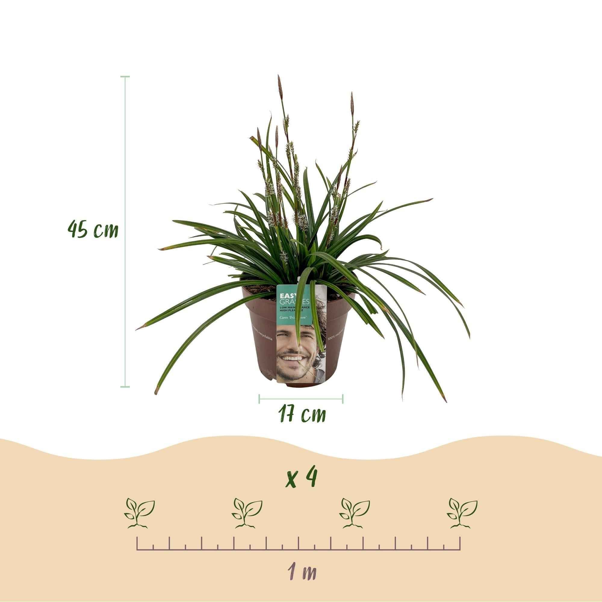 Image of Carex morrowii Irish Green – 17cm – ca. 50cm hoch – Immergrüne Grünblättrige Segge – Pflegeleichtes Ziergras für Garten, Terrasse & Balkon-4