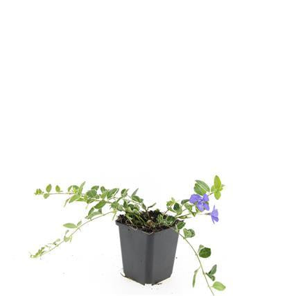 Image of Kleinblättriges Immergrün Vinca minor 'Ralph Shugert' – ↕10-25cm – Ø9cm – Lavendelfarbene Blüten – Immergrün & pflegeleicht-7