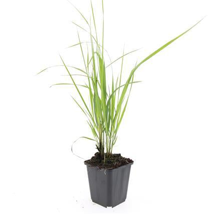 Image of Sandrohr – Calamagrostis acutiflora 'Karl Foerster' – ↕10-25cm – Ø9cm – winterhartes Ziergras, aufrecht wachsend-6