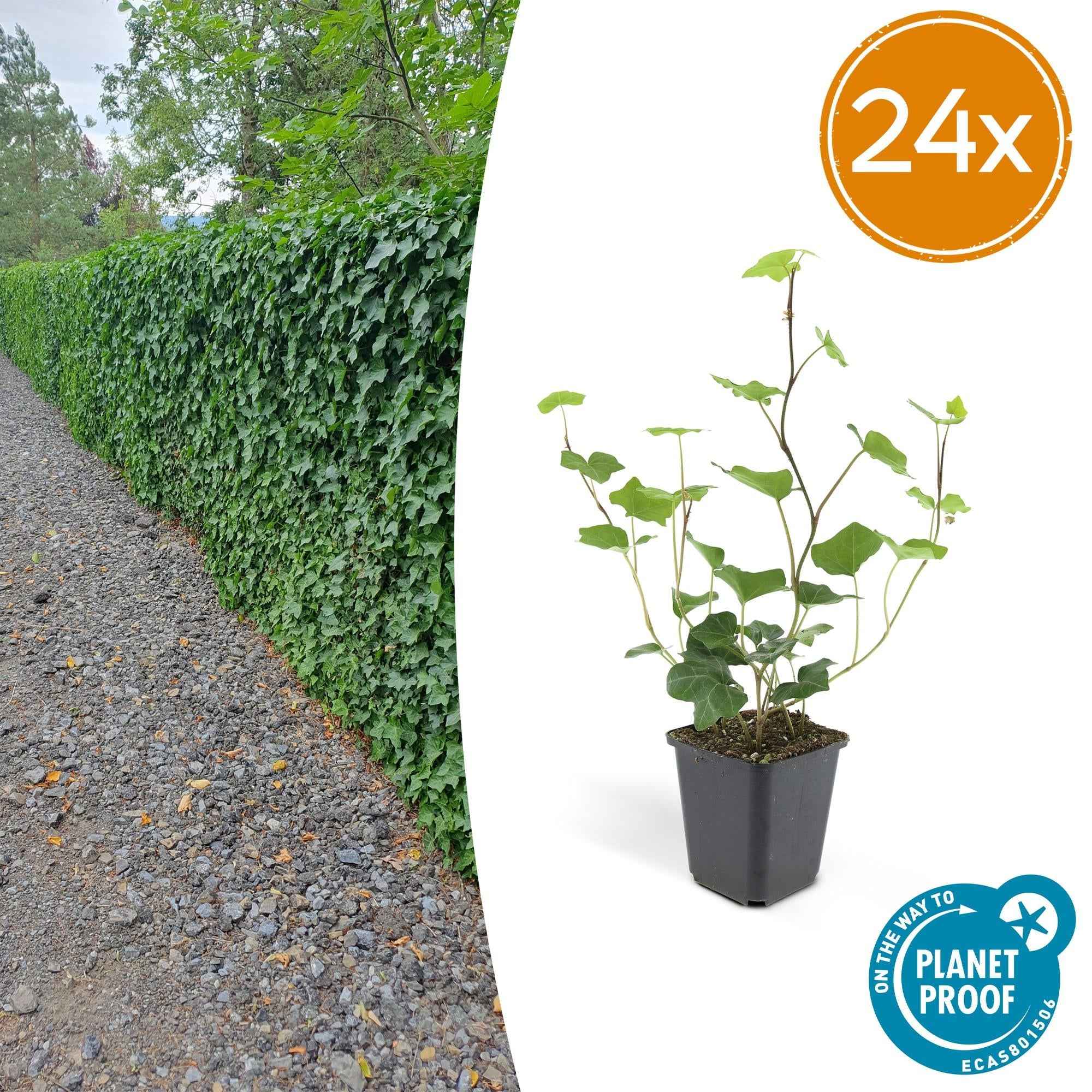 Image of Hedera hibernica – Irischer Efeu – ↕10-25cm – Ø9cm – Immergrüner Kletter – & Bodendecker – Pflegeleicht & winterhart-2