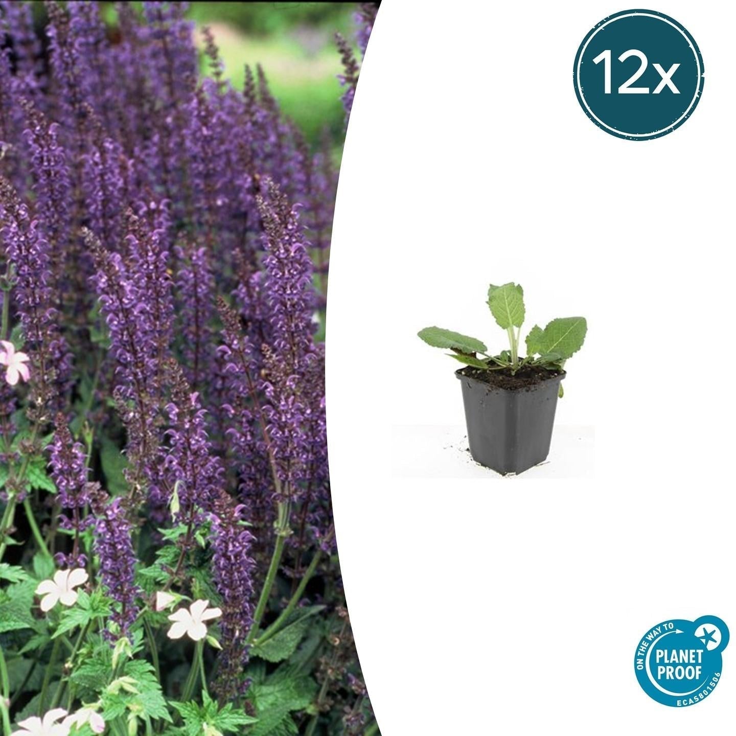 Image of Blüten – Salbei Salvia nem. 'Mainacht' – ↕10-25cm – Ø9cm – Bienenfreundlich – Blau blühend – Sonniger Standort – Pflegeleicht-6