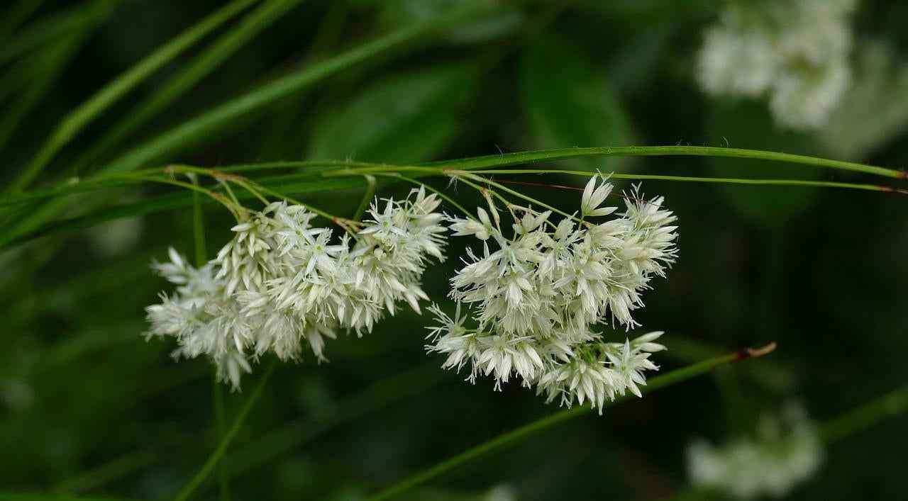 Image of Schneeweiße Hainsimse Luzula nivea – ↕10-25cm – Ø9cm – Schattige Beete & Steingarten