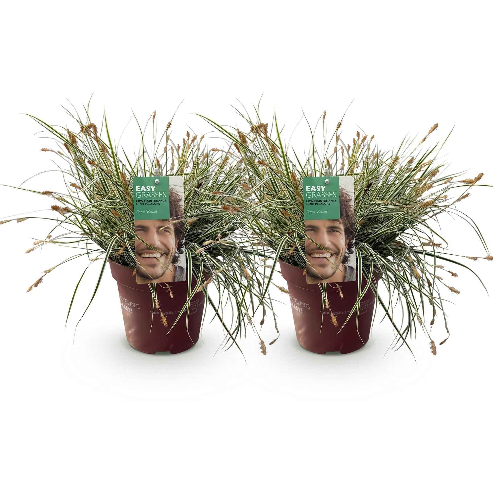 Image of Grünweiße Segge Carex oshimensis Everest – Ø17cm – Immergrün, winterhart & pflegeleicht – Weiß – grüne Blätter – Höhe ca. 50cm-2