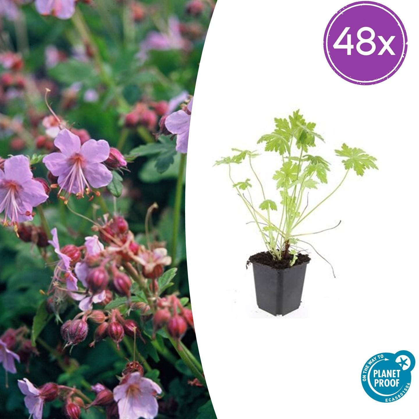 Image of Balkan – Storchschnabel – Geranium macrorrhizum – Winterhart – Duftende Blätter – Ø9cm ↕10-25cm-8