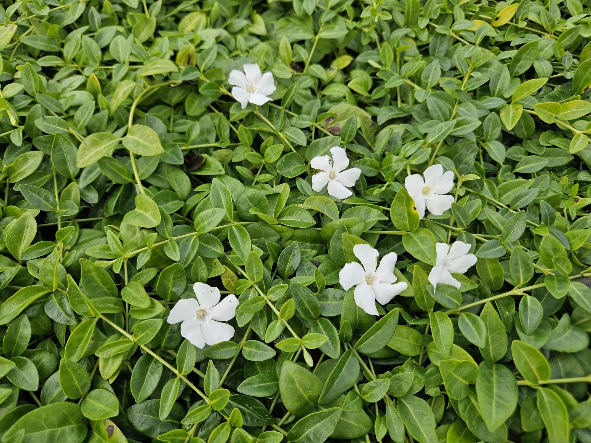 Image of Kleines Immergrün Vinca minor 'Gertrude Jekyll' – ↕10-25cm – Ø9cm-1
