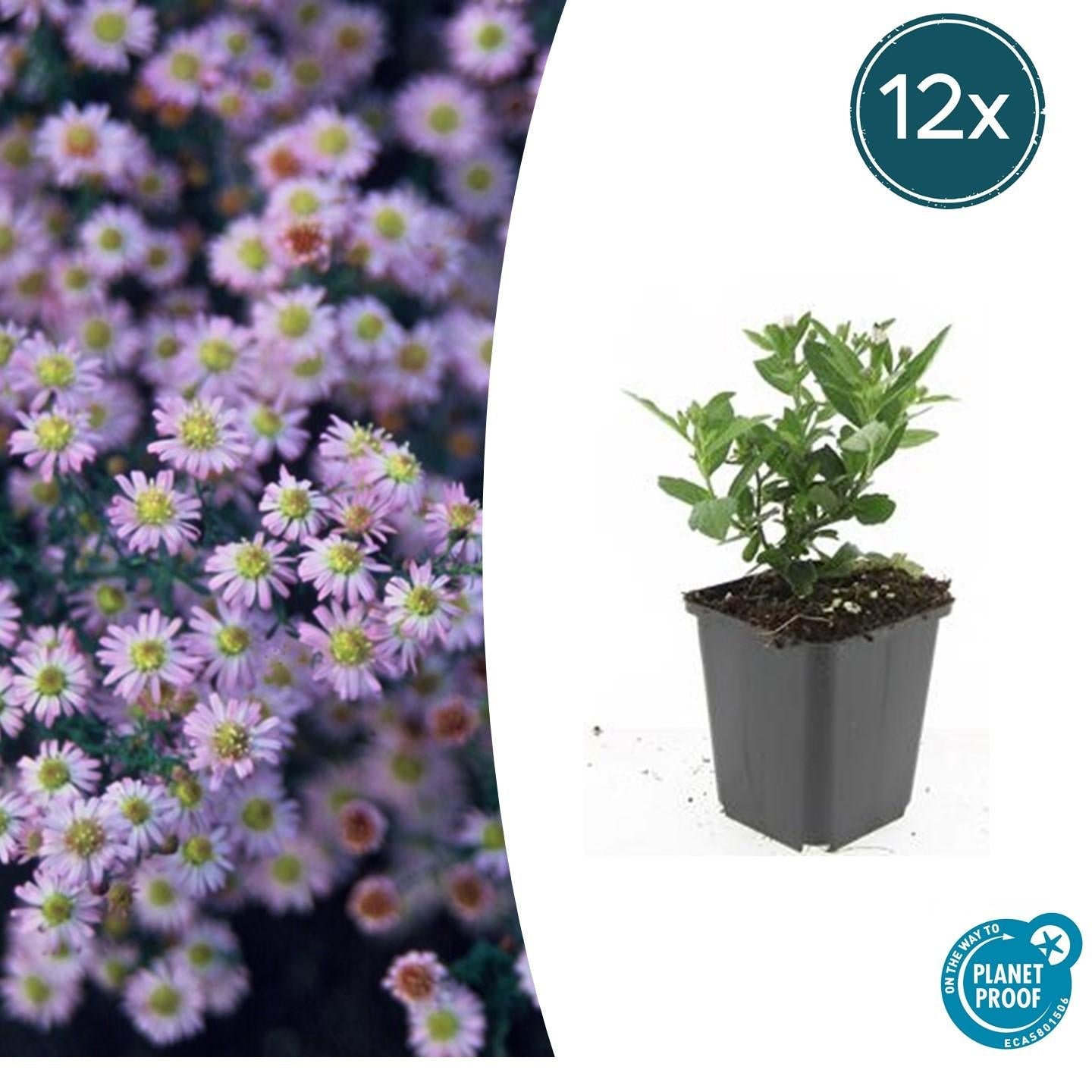 Image of Wild – Aster ageratoides 'Stardust' – ↕10-25cm – Ø9cm – Weißer Herbstblüher – Bienenfreundlich – Pflegeleicht-6