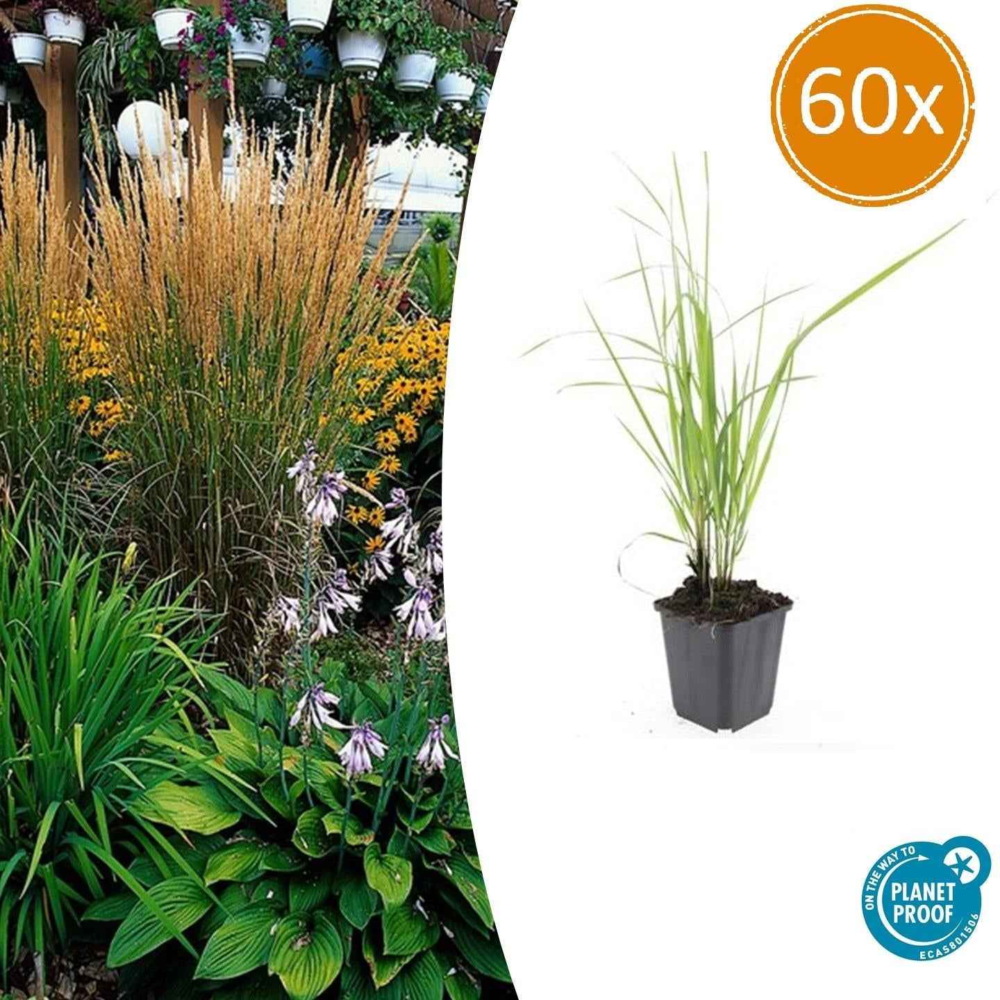 Image of Sandrohr – Calamagrostis acutiflora 'Karl Foerster' – ↕10-25cm – Ø9cm – winterhartes Ziergras, aufrecht wachsend-0