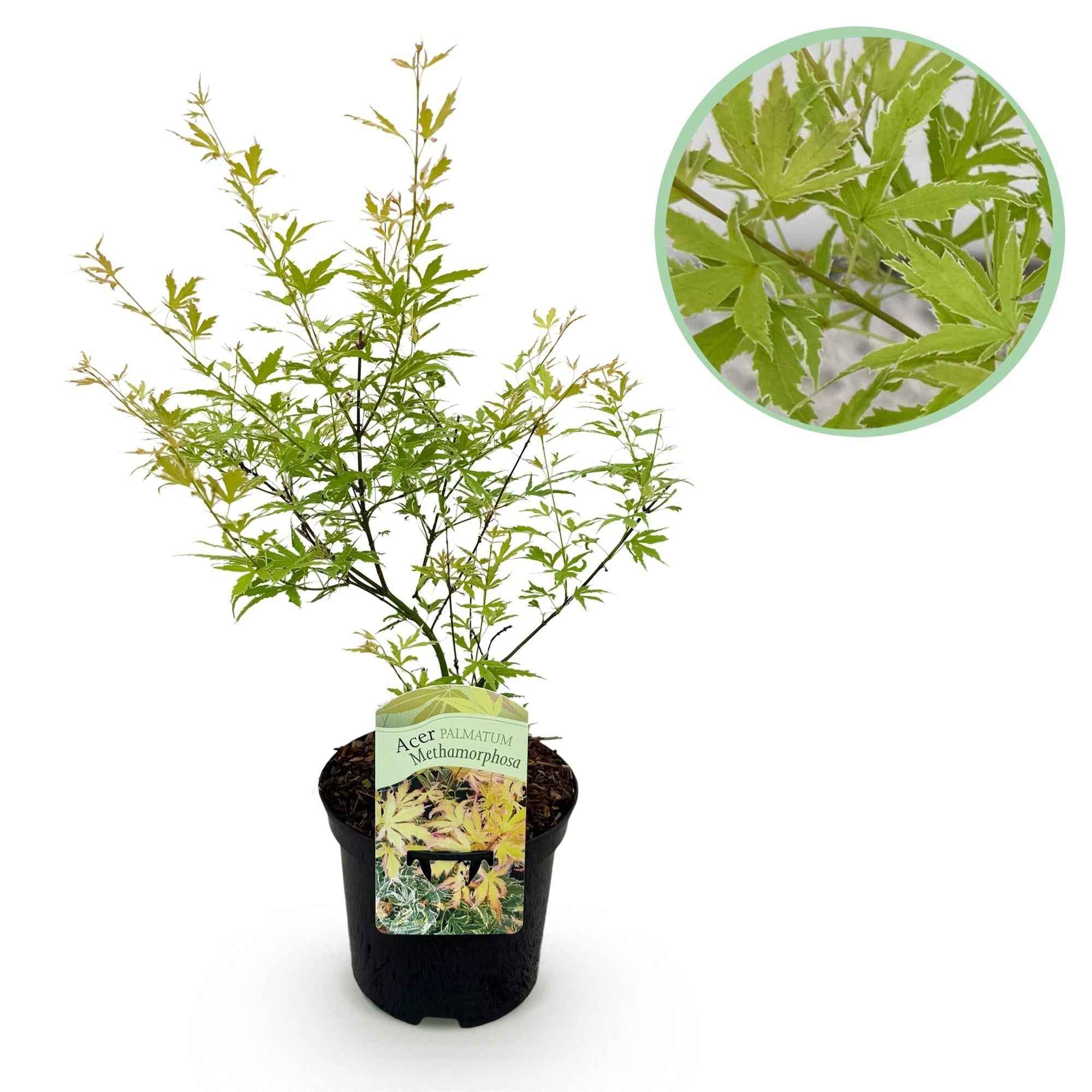 Image of Japanischer Ahorn – Acer palmatum Metamorphosa – 70cm hoch – 19cm – Balkonpflanze & Zierbaum – Grünes Frühlingslaub, rote Herbstfärbung-1