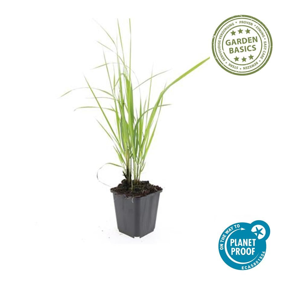 Image of Sandrohr – Calamagrostis acutiflora 'Karl Foerster' – ↕10-25cm – Ø9cm – winterhartes Ziergras, aufrecht wachsend-5