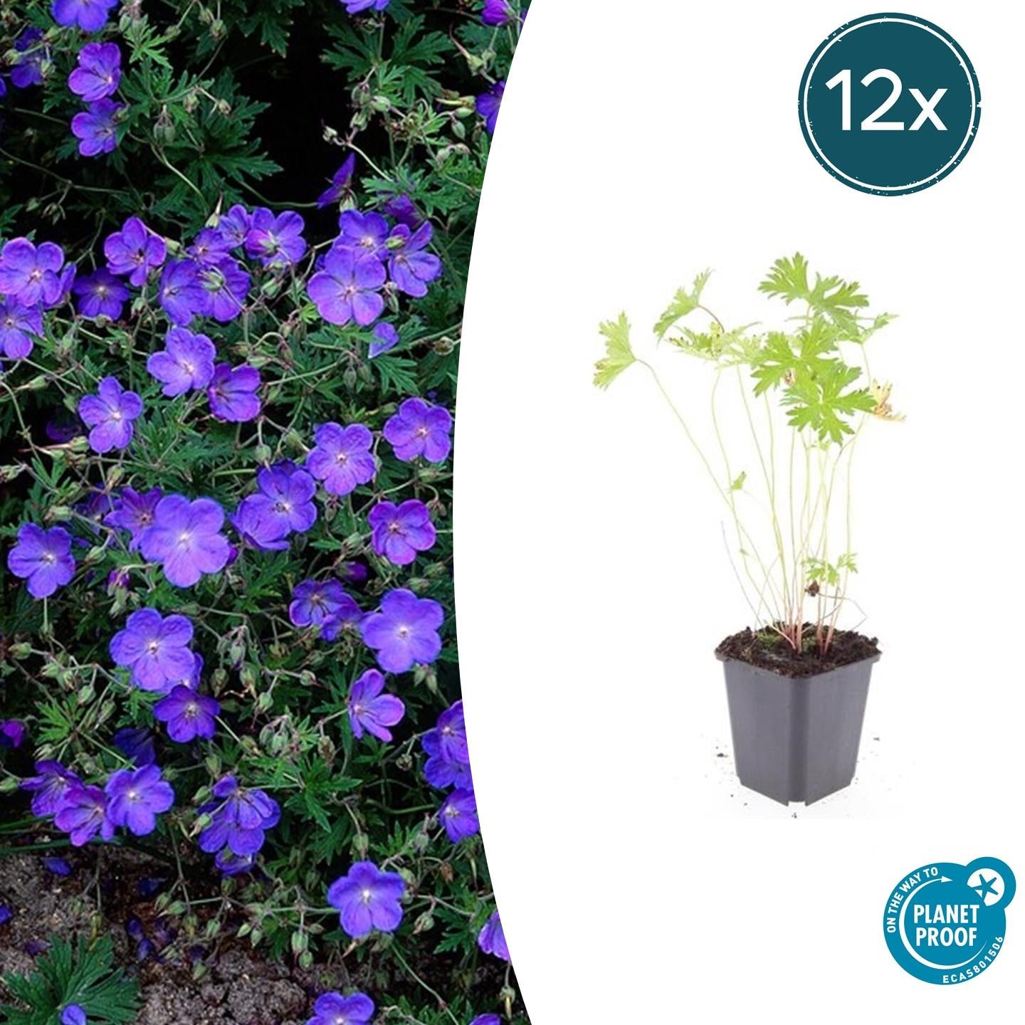 Image of Storchschnabel Geranium 'Johnson's Blue' – ↕10-25cm – Ø9cm – Winterharte Staude & Bodendecker – Leuchtend blaue Blüten-6