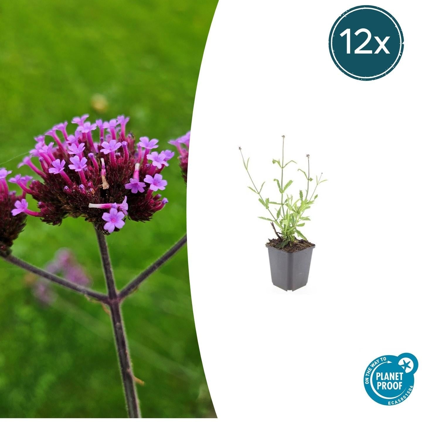 Image of Hohes Eisenkraut Verbena bonariensis 'Lollipop' – ↕10-25cm – Ø9cm – Lilafarbene Blüten – Langblühend – Pflegeleicht-6