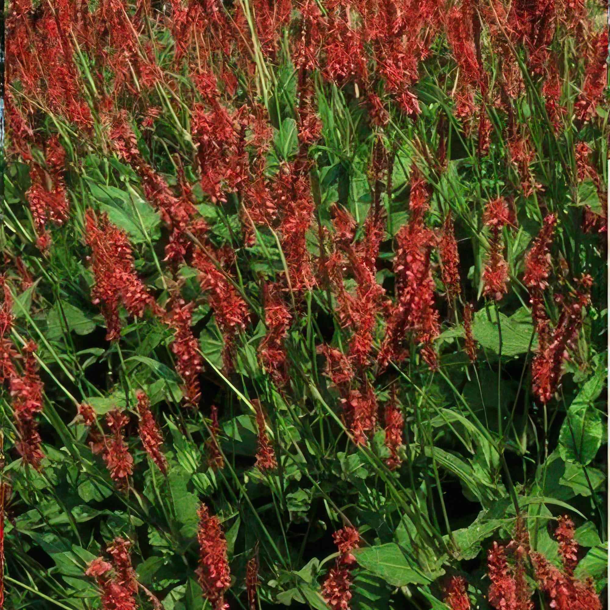 Image of Kerzenknöterich Persicaria amplexicaulis – ↕10-25cm – Ø9cm – Robuste Staude für Garten & Beete – Rote Blüten-1